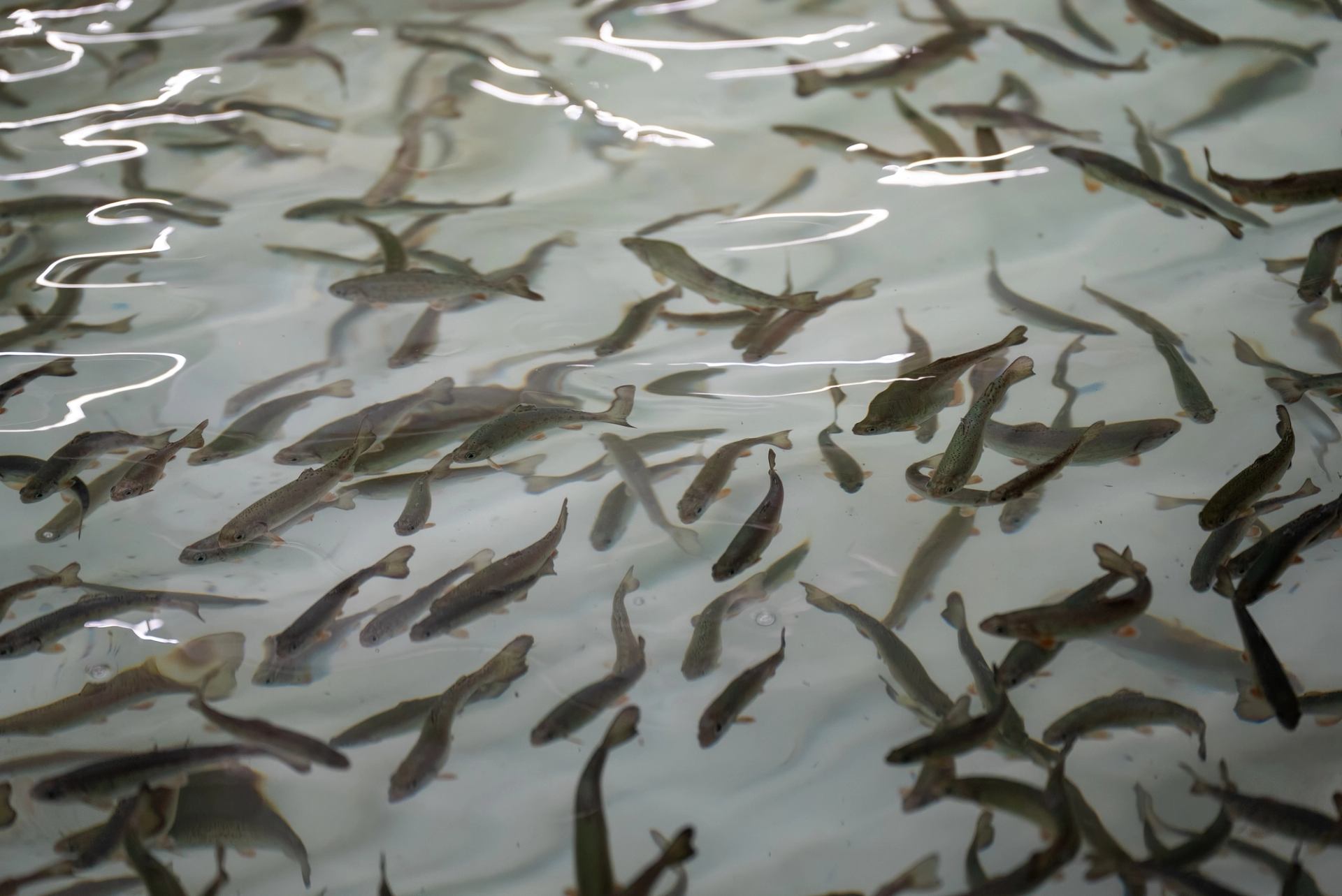 Many small fish swimming together in clear water at Fishtival.