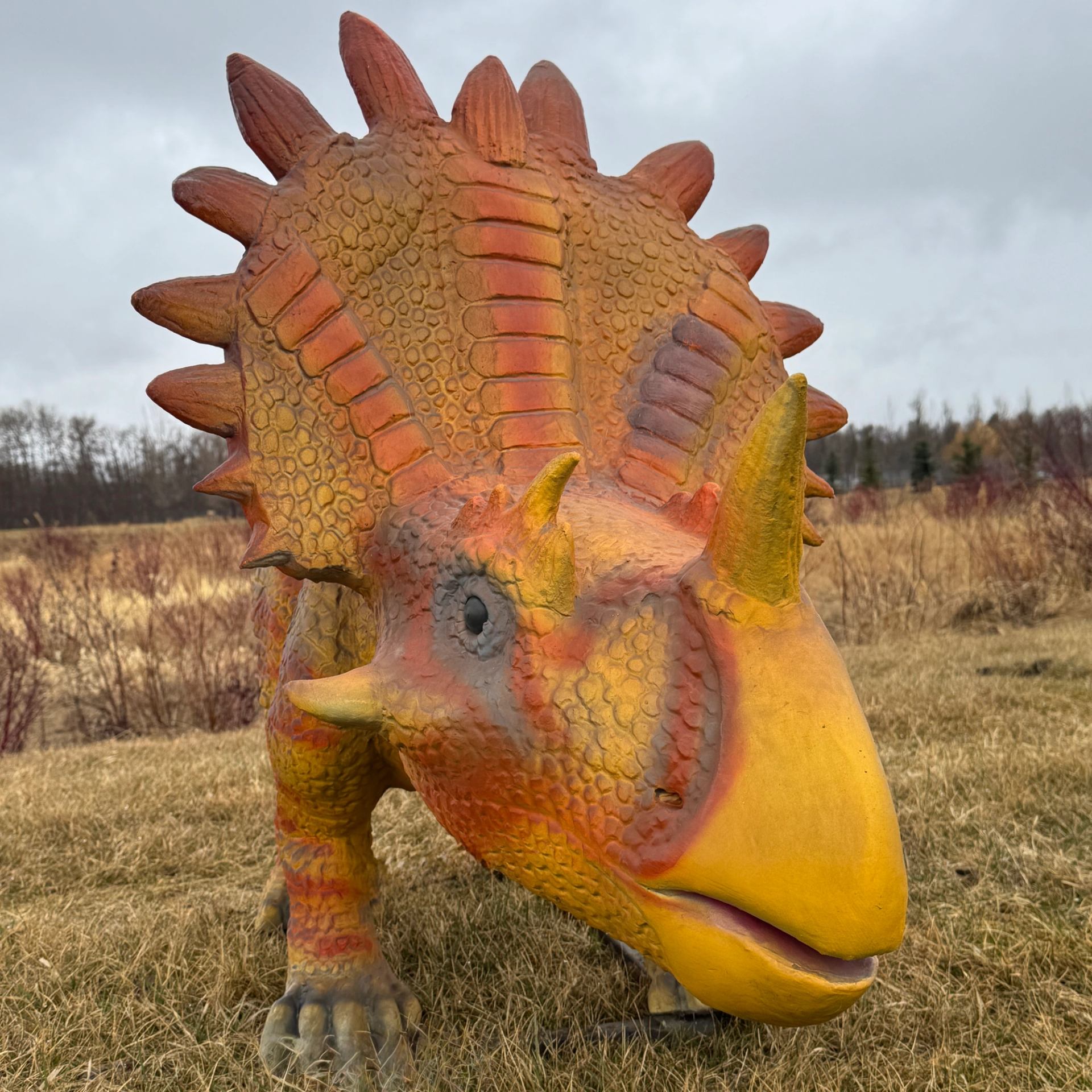 Orange and yellow dinosaur statue with horns stands on dry grass in open field.