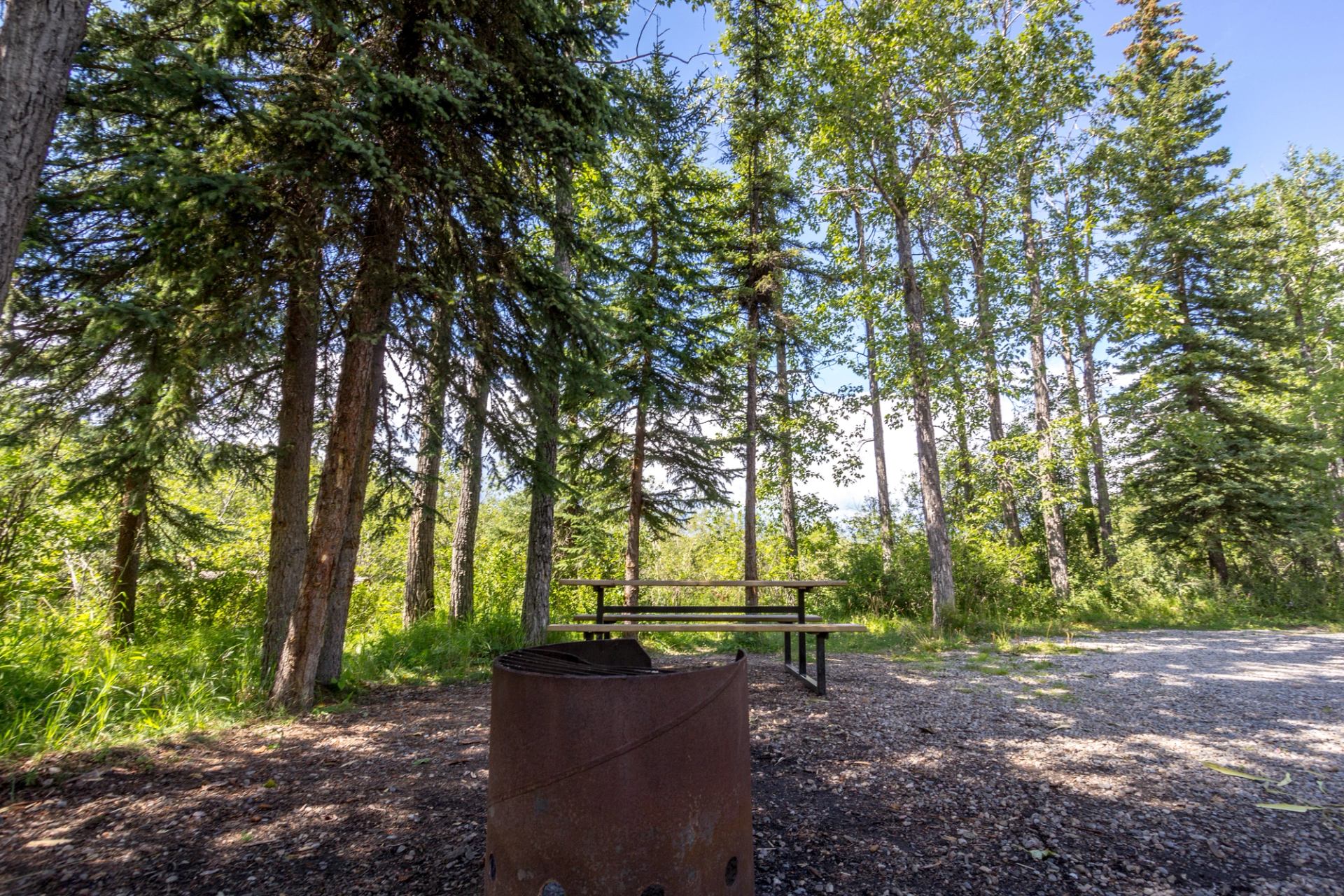 Campsite with rusty fire pit and picnic table among tall trees and gravel.