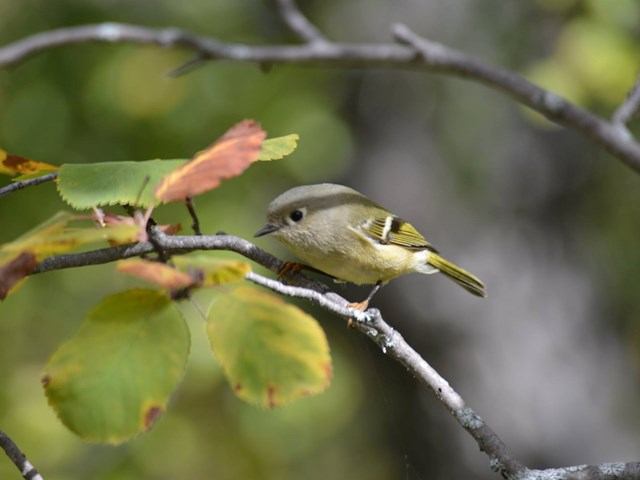 Songbird perched on a branch among green leaves, with another bird near the twig.