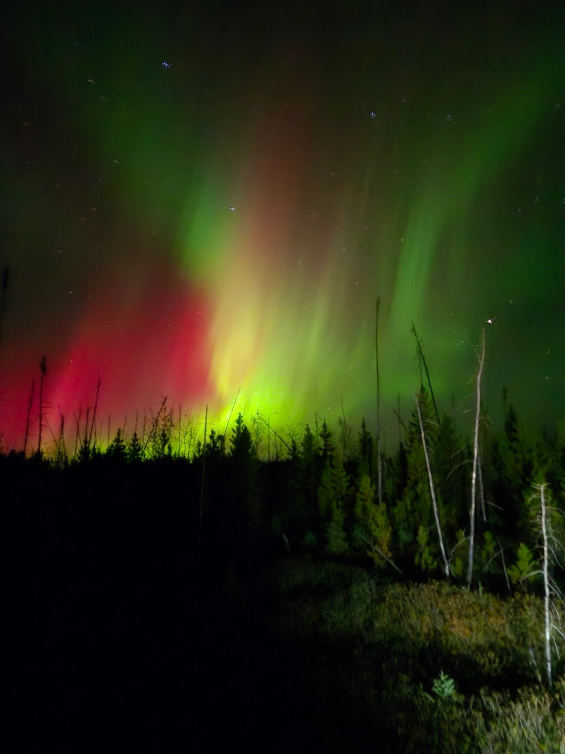 A dazing dilay of Aurora in colors of red, green, and yellow over a forest setting