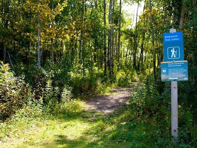 A hiking trail near Miquelon Lake Campground.