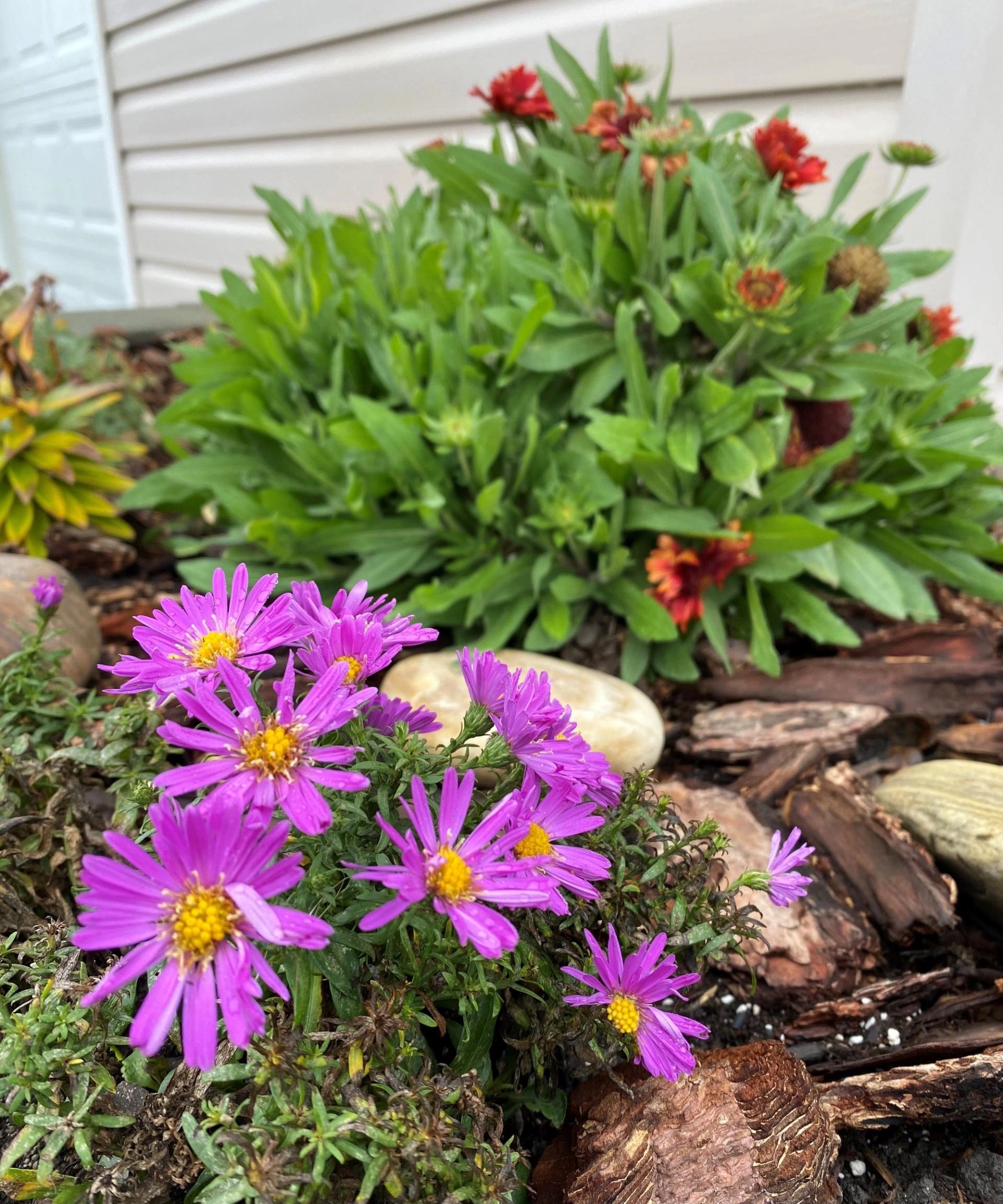 Purple daisy-like flowers in mulched garden bed beside green leafy plant and house siding.