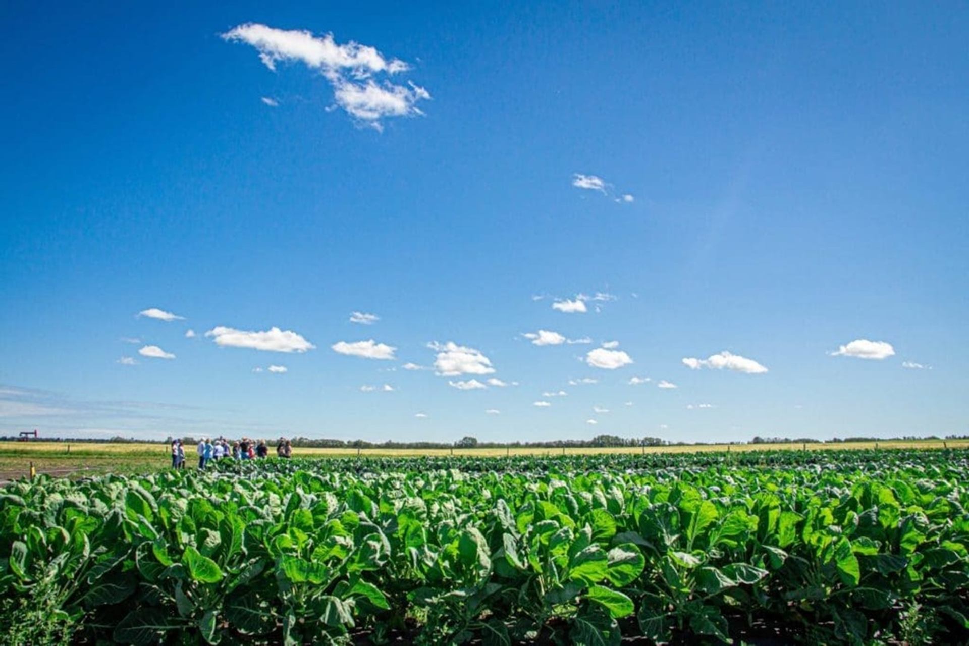 Green crop field with distant group of people under wide blue sky.