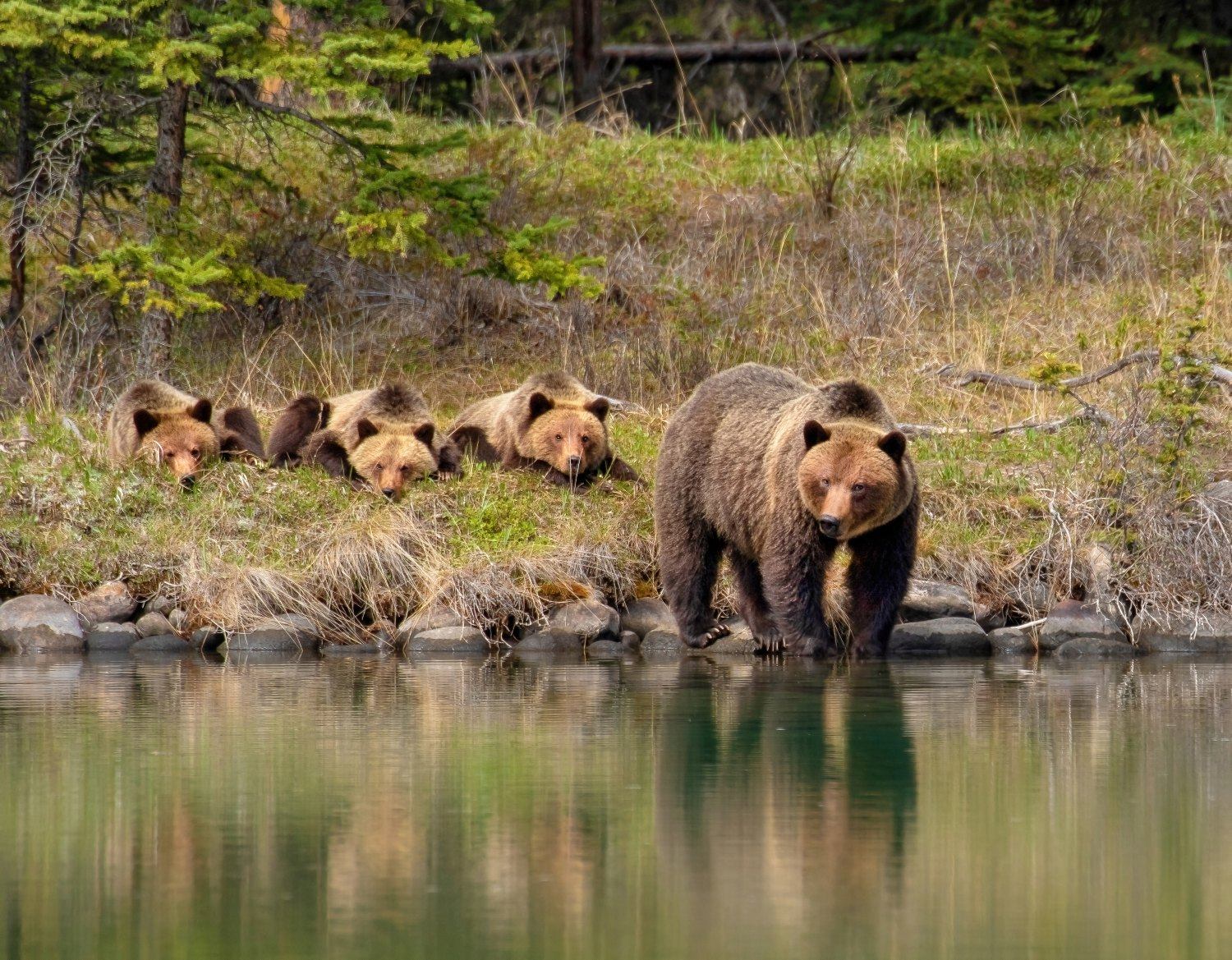 A pack of bears crossing a river.