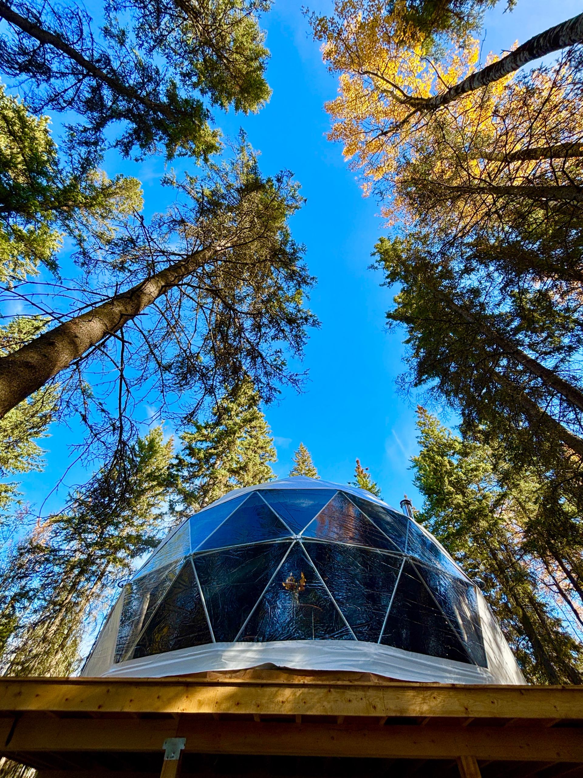 Geodesic glass dome cabin on wooden platform surrounded by tall evergreen trees and sky.