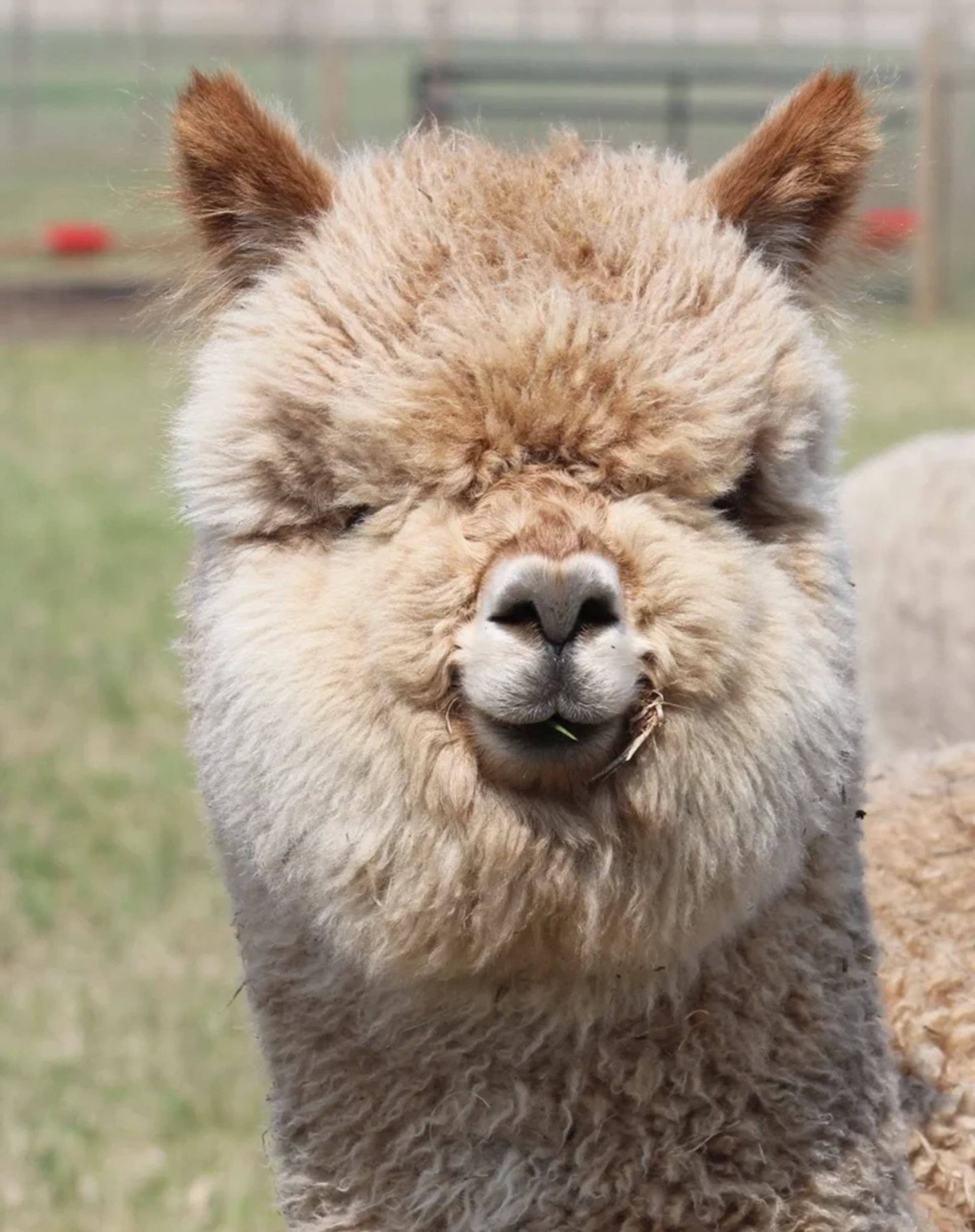 Fluffy light-brown alpaca facing the camera in a grassy fenced field.