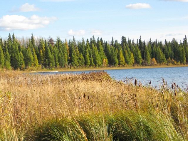 Golden grasses along a calm lake with dense evergreen forest in the background.