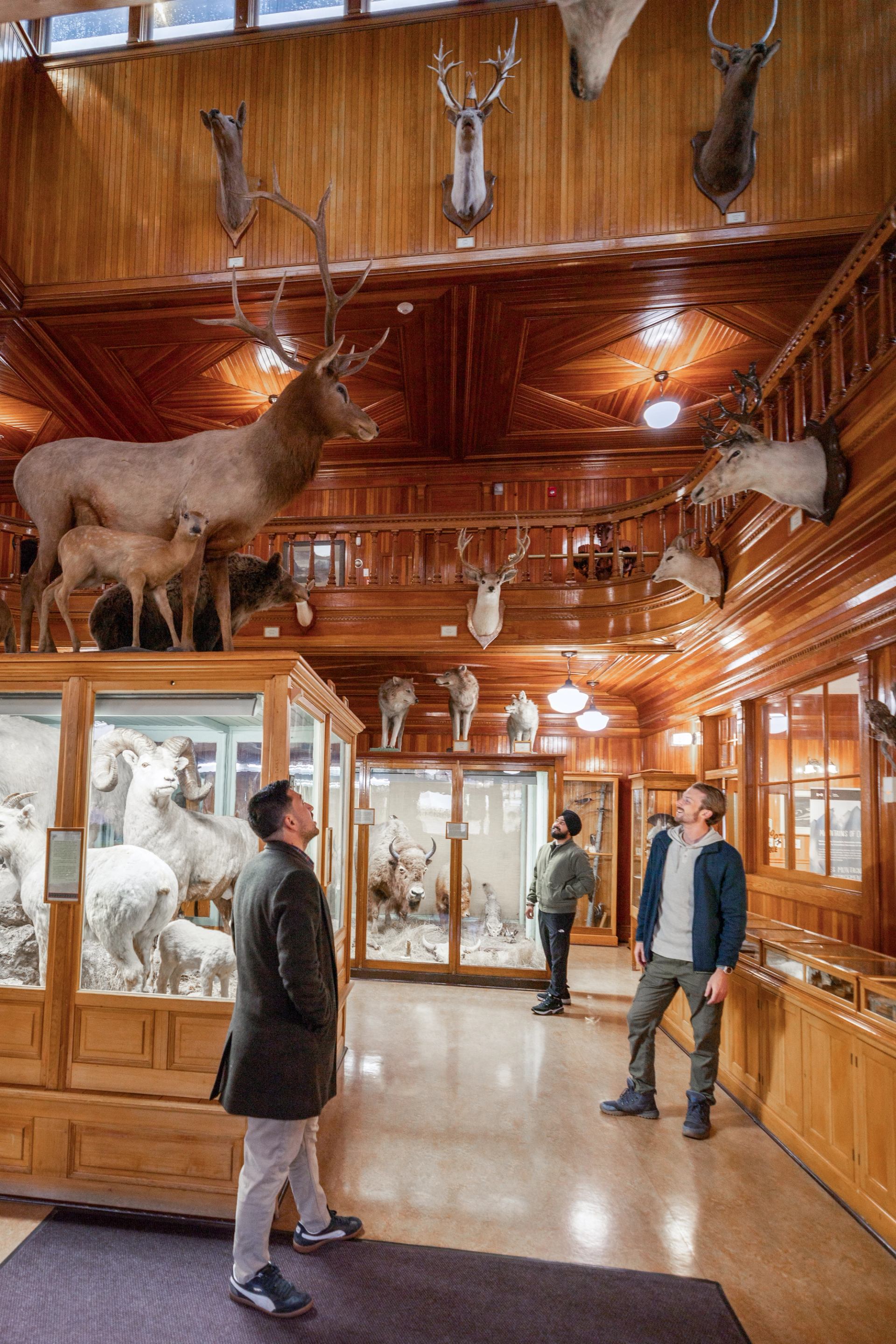 Visitors view mounted animals and glass displays in a wood-panelled museum gallery.