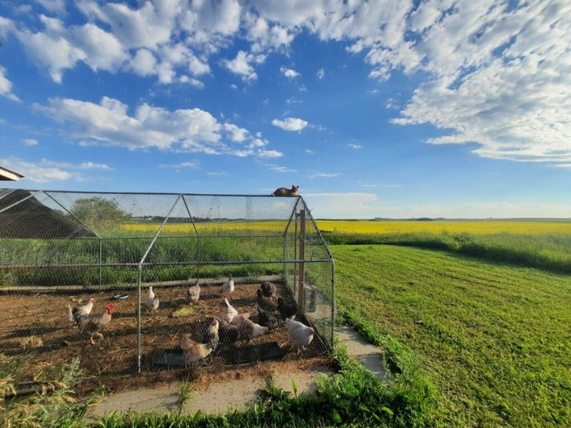 Chicken coop on grassy field with cat resting on roof under blue sky.