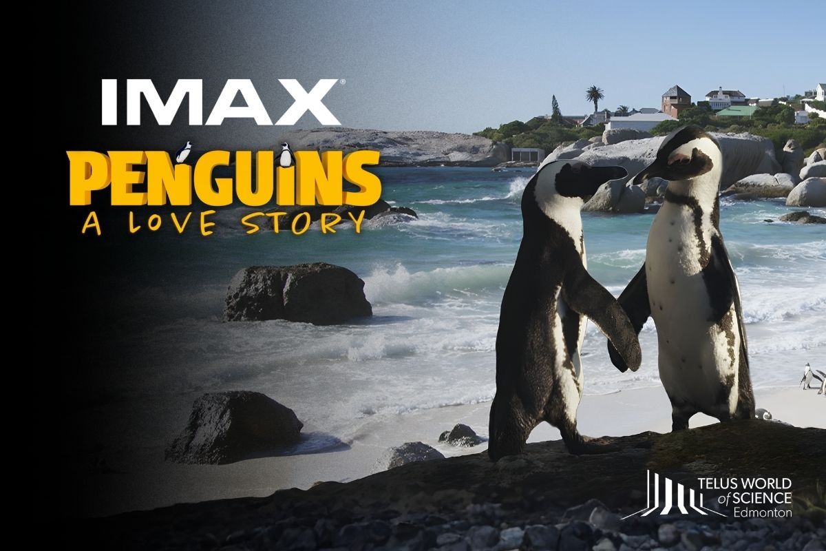 Two penguins standing together on a rocky shore, flippers touching, with ocean waves and a coastal town behind them.