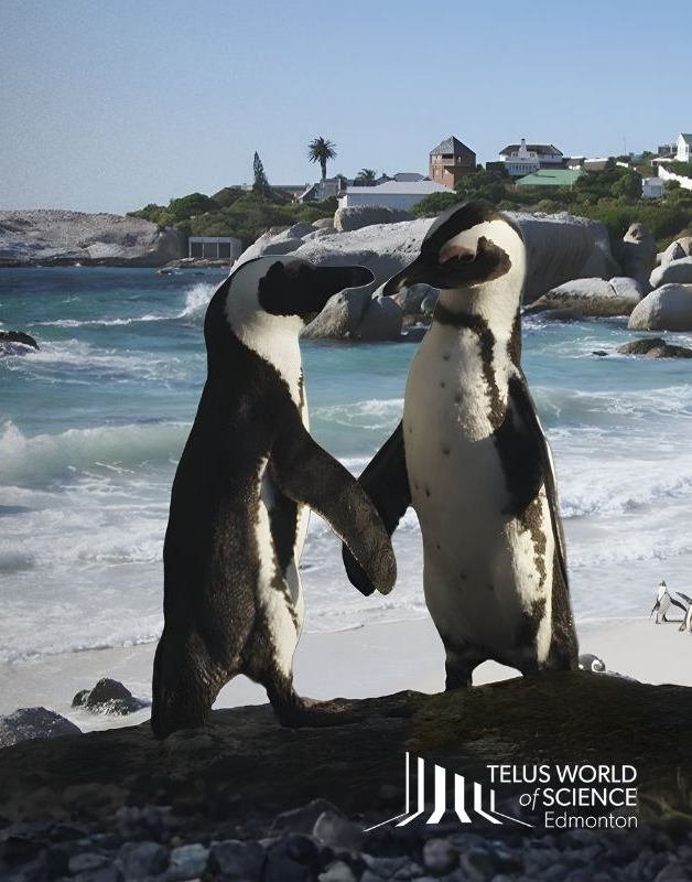 Two penguins standing together on a rocky shore, flippers touching, with ocean waves and a coastal town behind them.