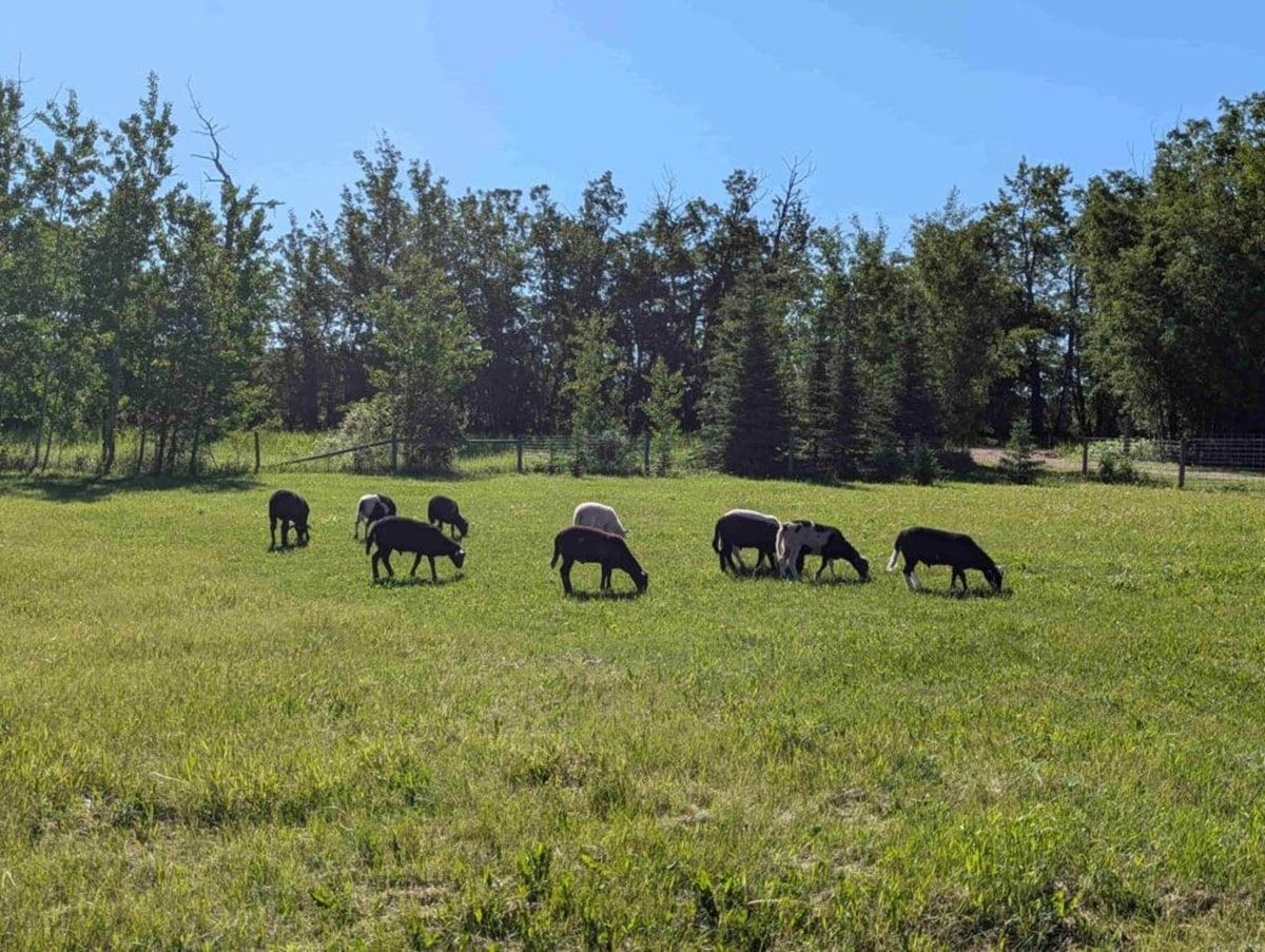 Sheep graze on a green pasture in front of a tree-lined fence under blue sky.