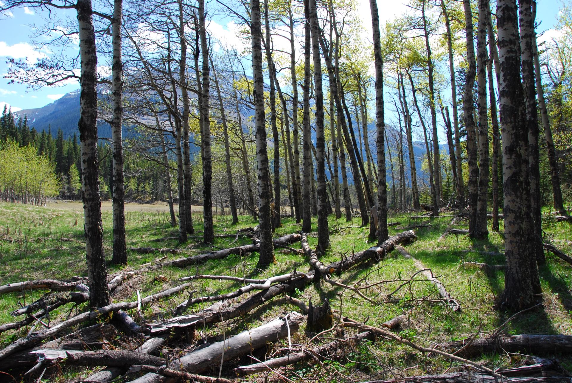 Aspen trees with fresh leaves stand over fallen branches on a grassy forest floor.
