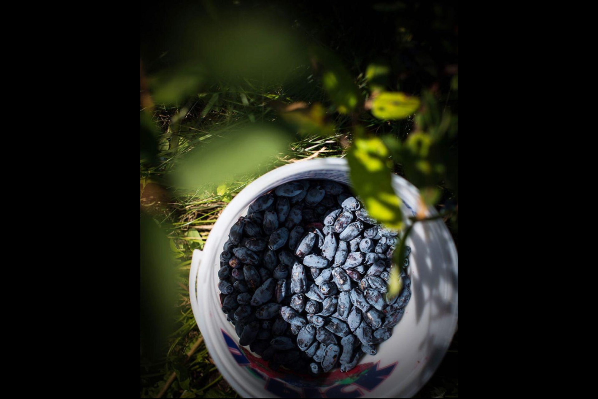 A white bucket filled with ripe blue haskap berries surrounded by green leaves.