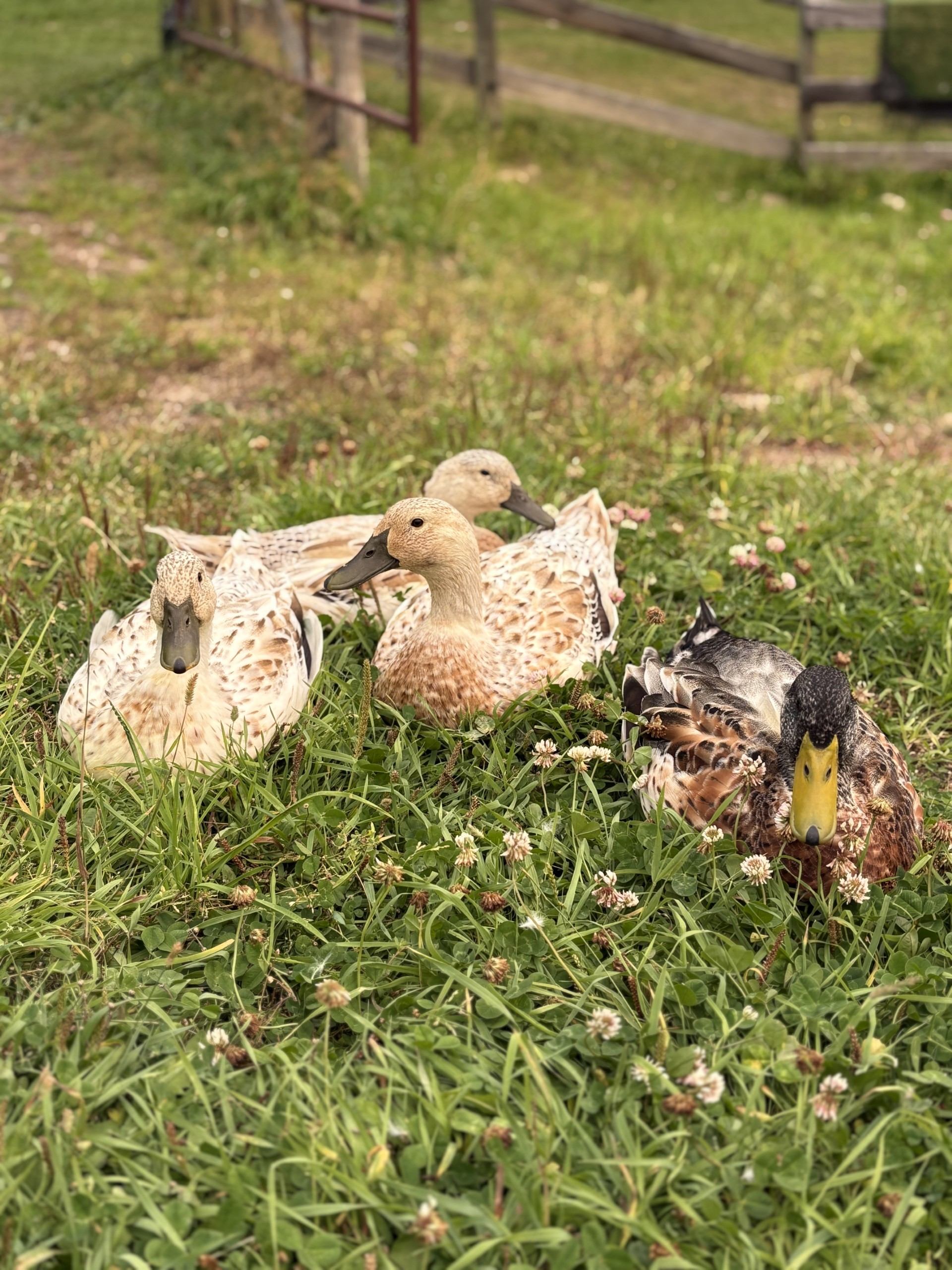 Ducks rest among grass and clover near a wooden fence.