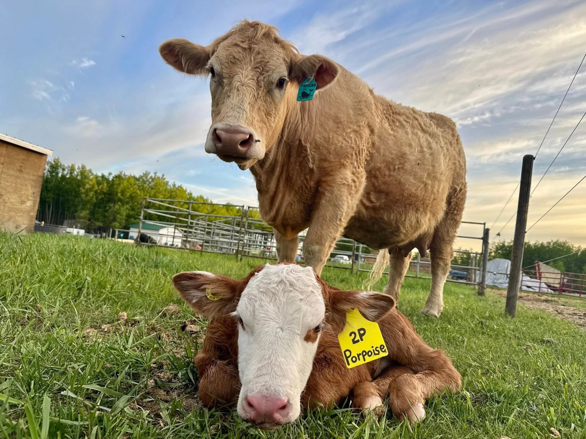 Brown cow stands behind resting calf with yellow ear tag in grassy farm pen.