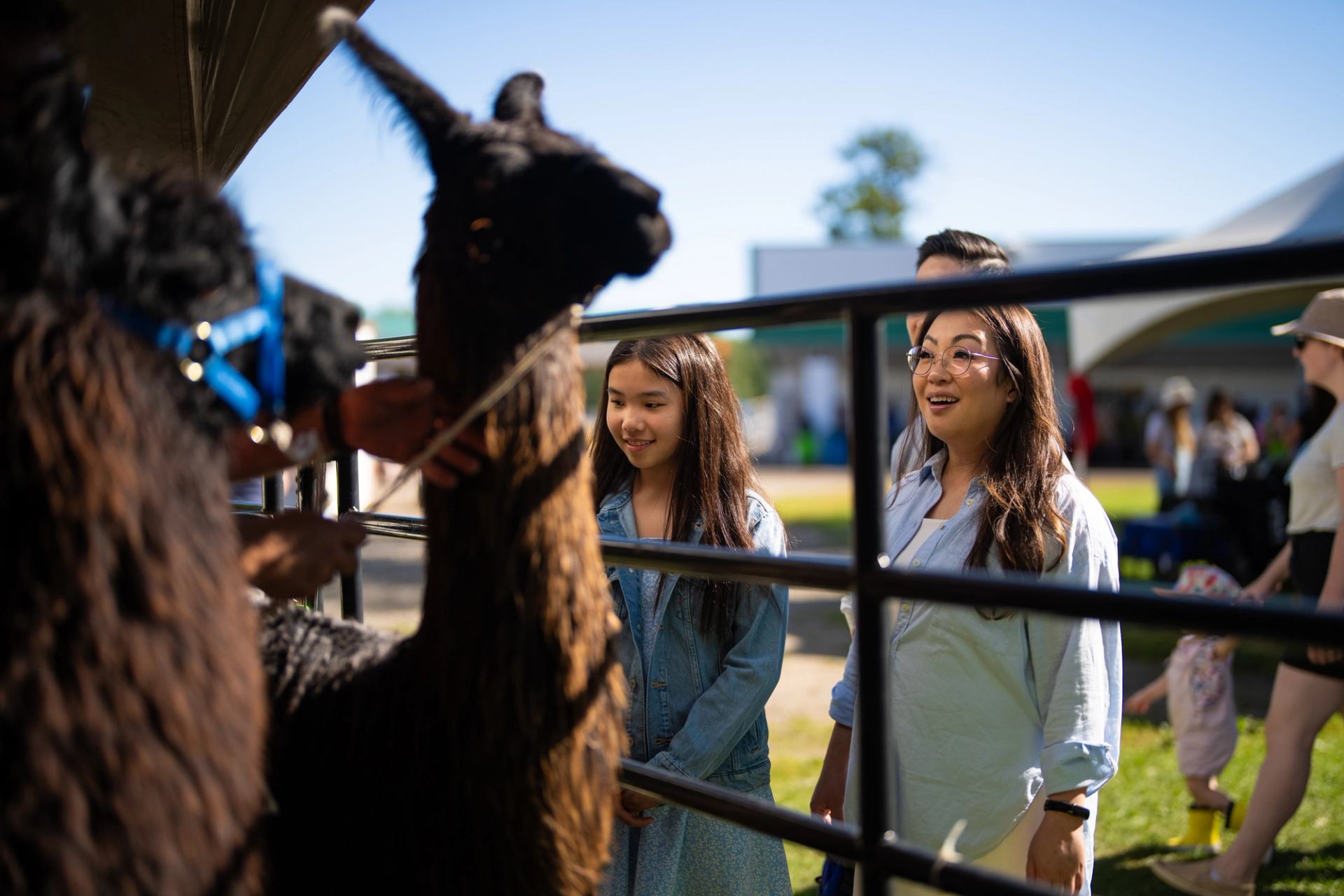 Visitors stand by a metal pen watching a handler with two llamas at an event.