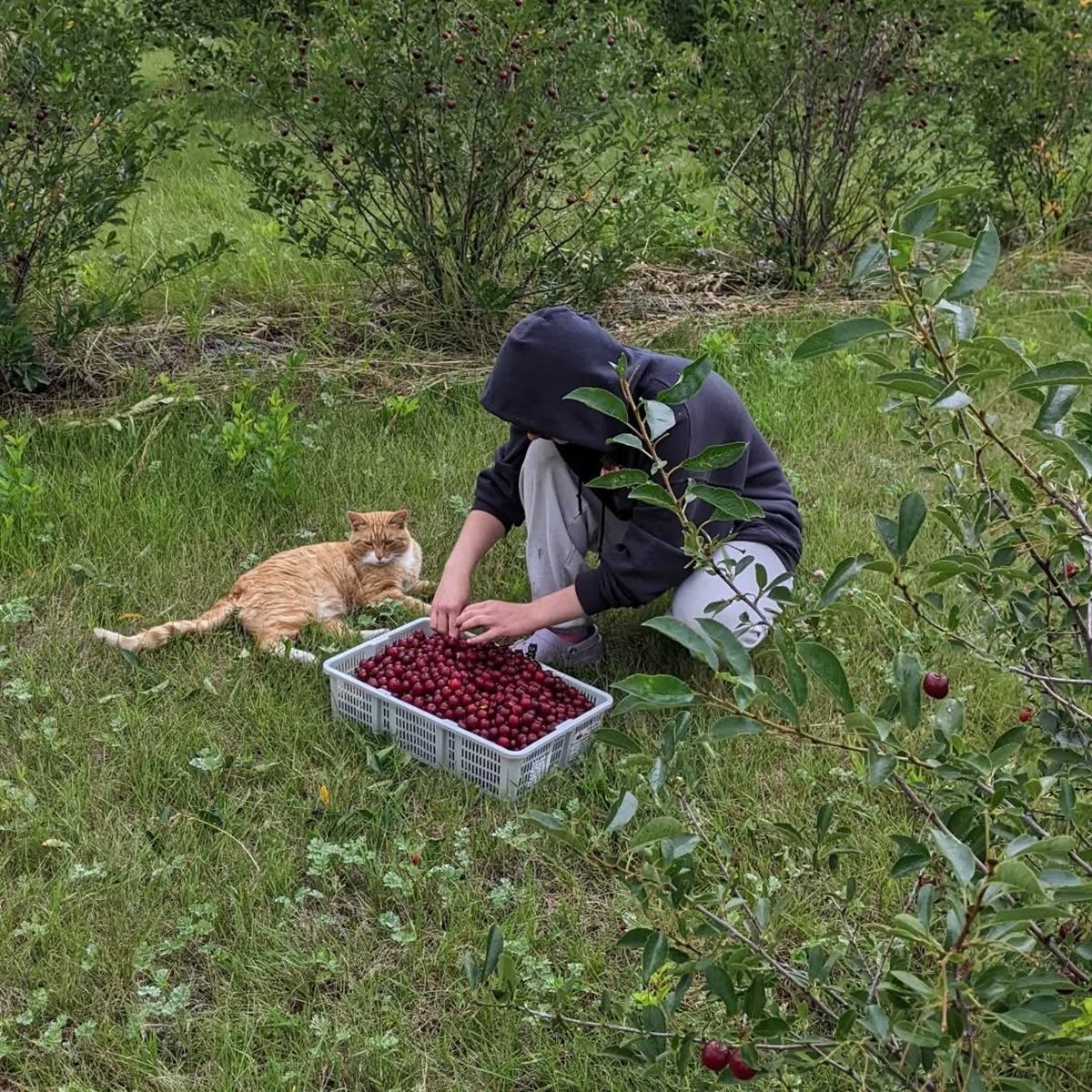 Reveresque harvests fresh berries as a person fills a crate beside orchard rows.