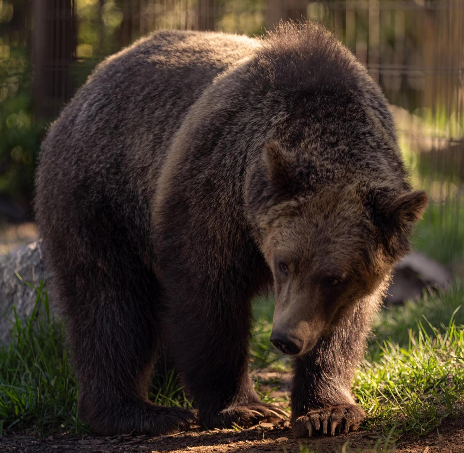 Brown bear walks through sunlit grass near a metal fence.