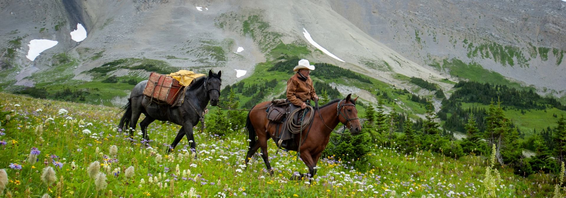 A rider leads a packhorse through a mountain meadow filled with wildflowers.