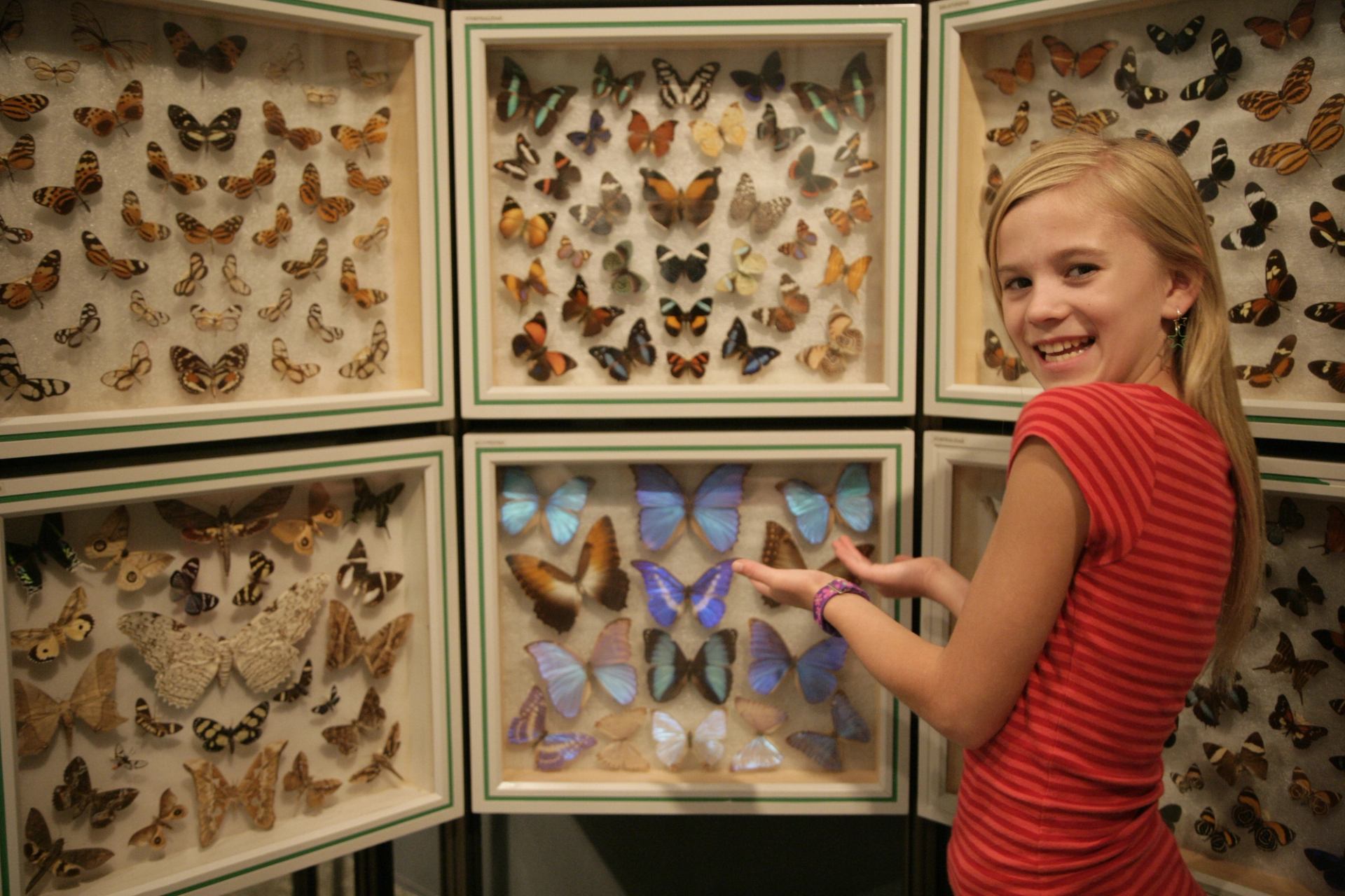 A smiling girl gestures toward framed displays of many colorful pinned butterflies.