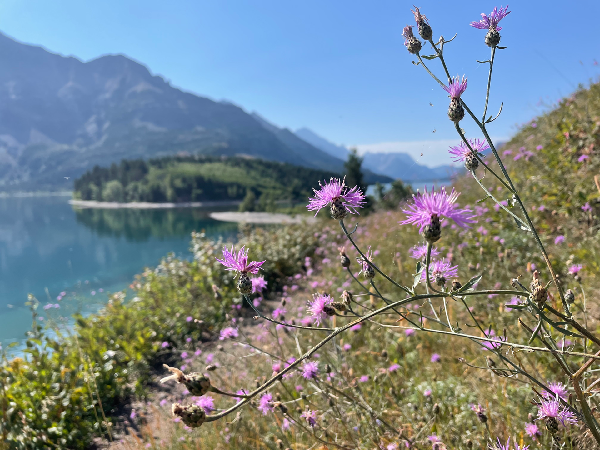 A purple-flowered knapweed plant in the scenic mountainscape at Waterton Lakes National Park