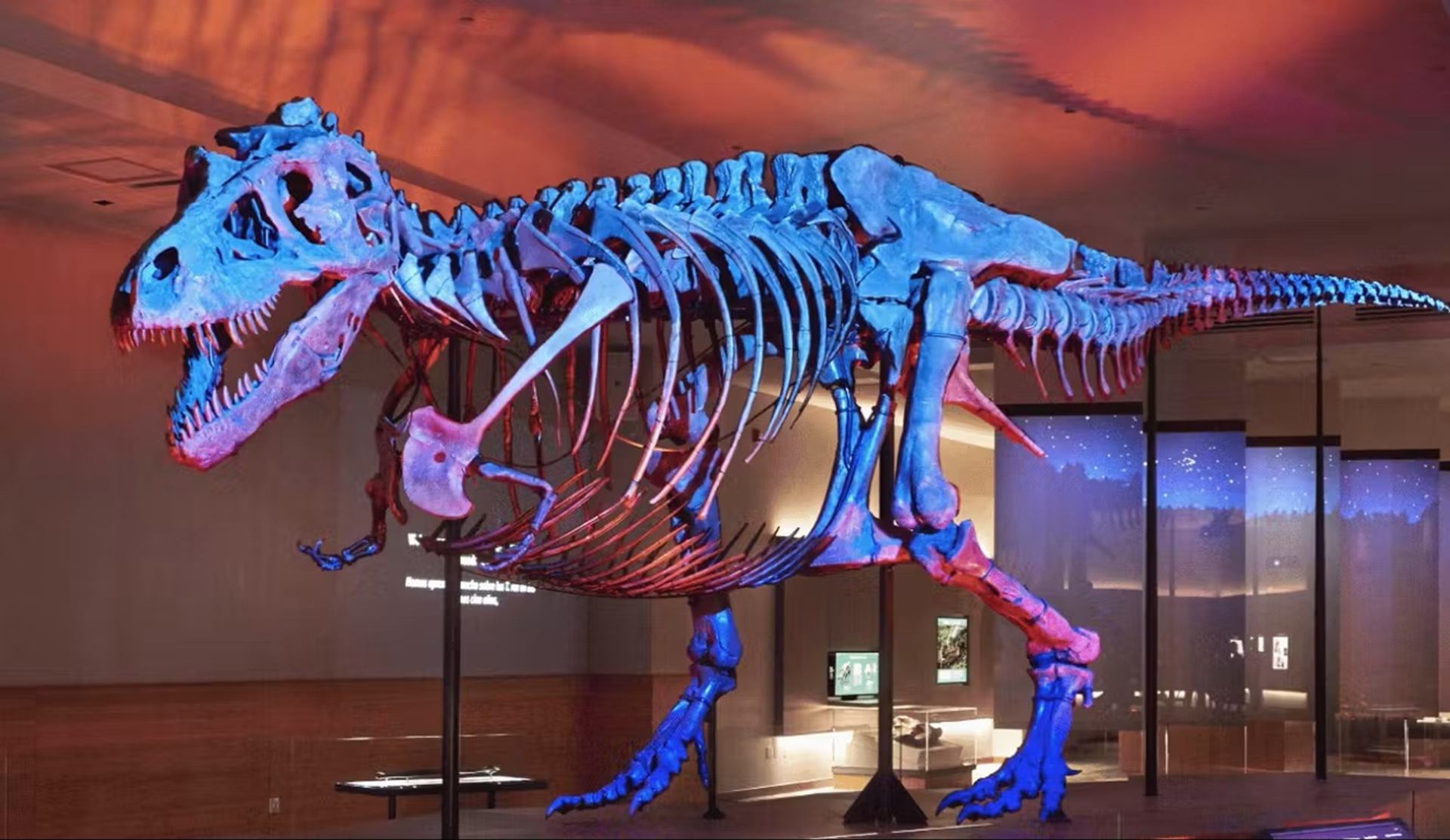 Tyrannosaurus rex skeleton lit in blue and red lights inside a museum gallery.