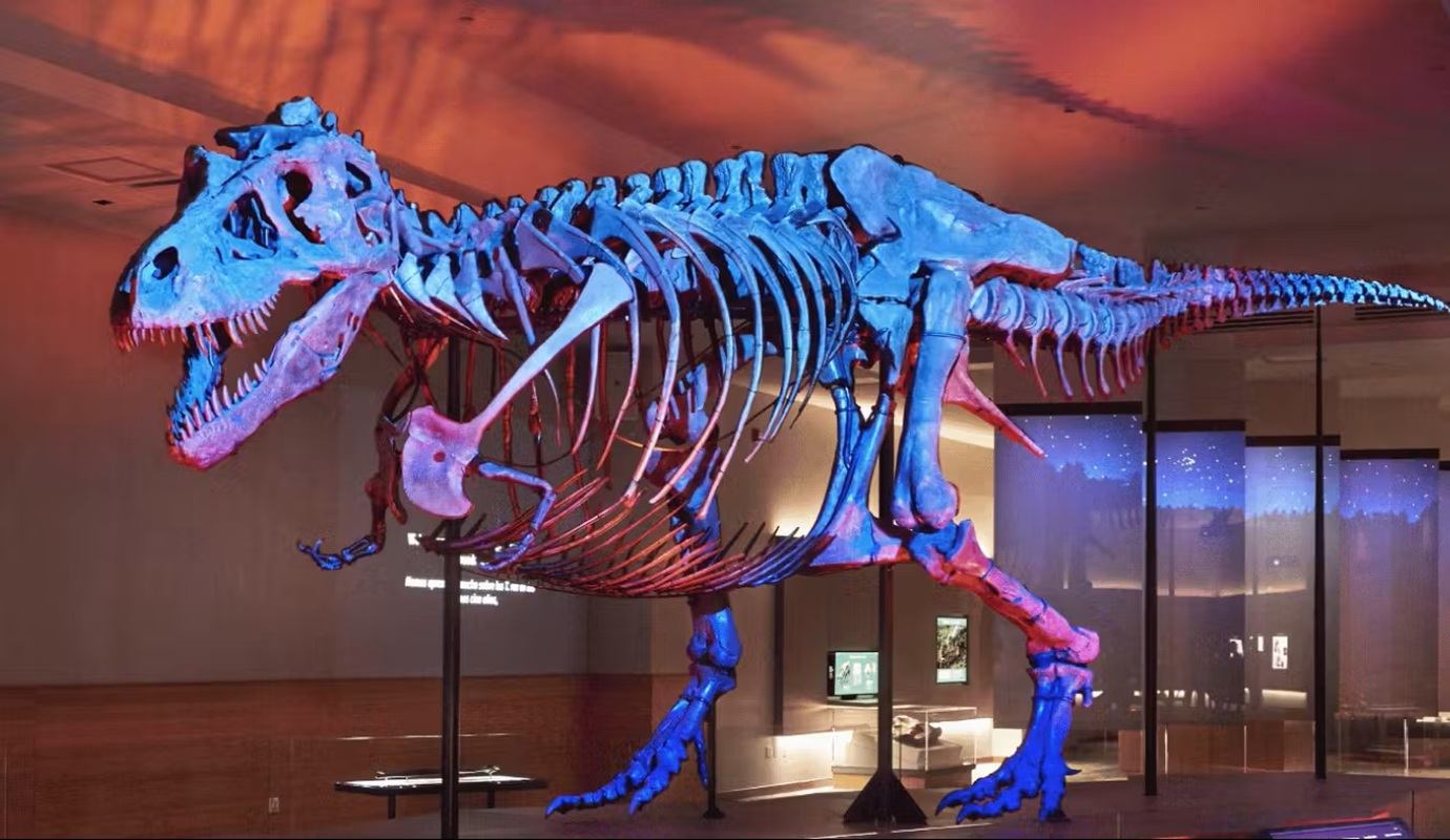 Tyrannosaurus rex skeleton lit in blue and red lights inside a museum gallery.