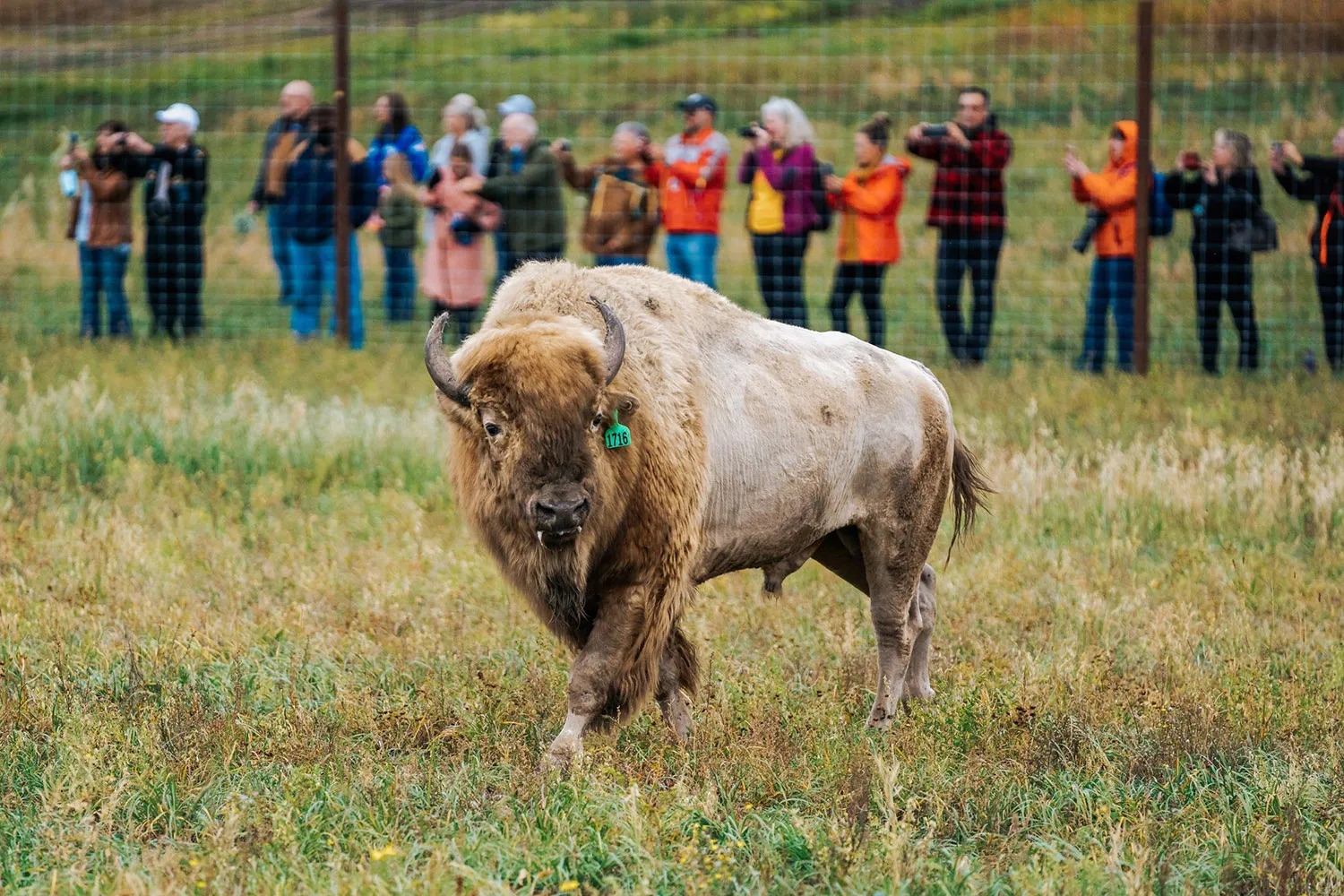 White bison with ear tag stands in grassy field near fence and onlookers.