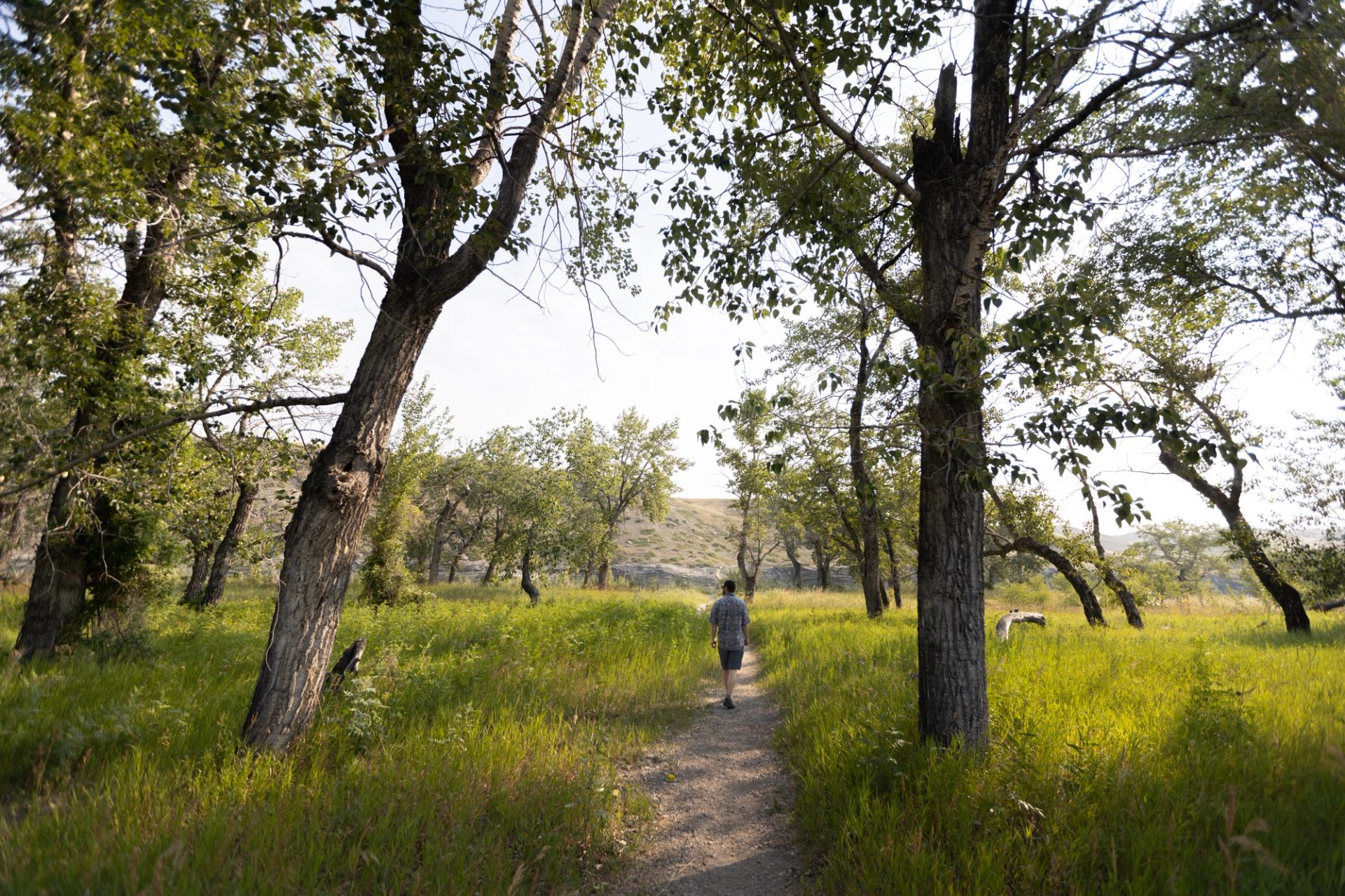 Person walking along narrow dirt path through tall grass and scattered trees.