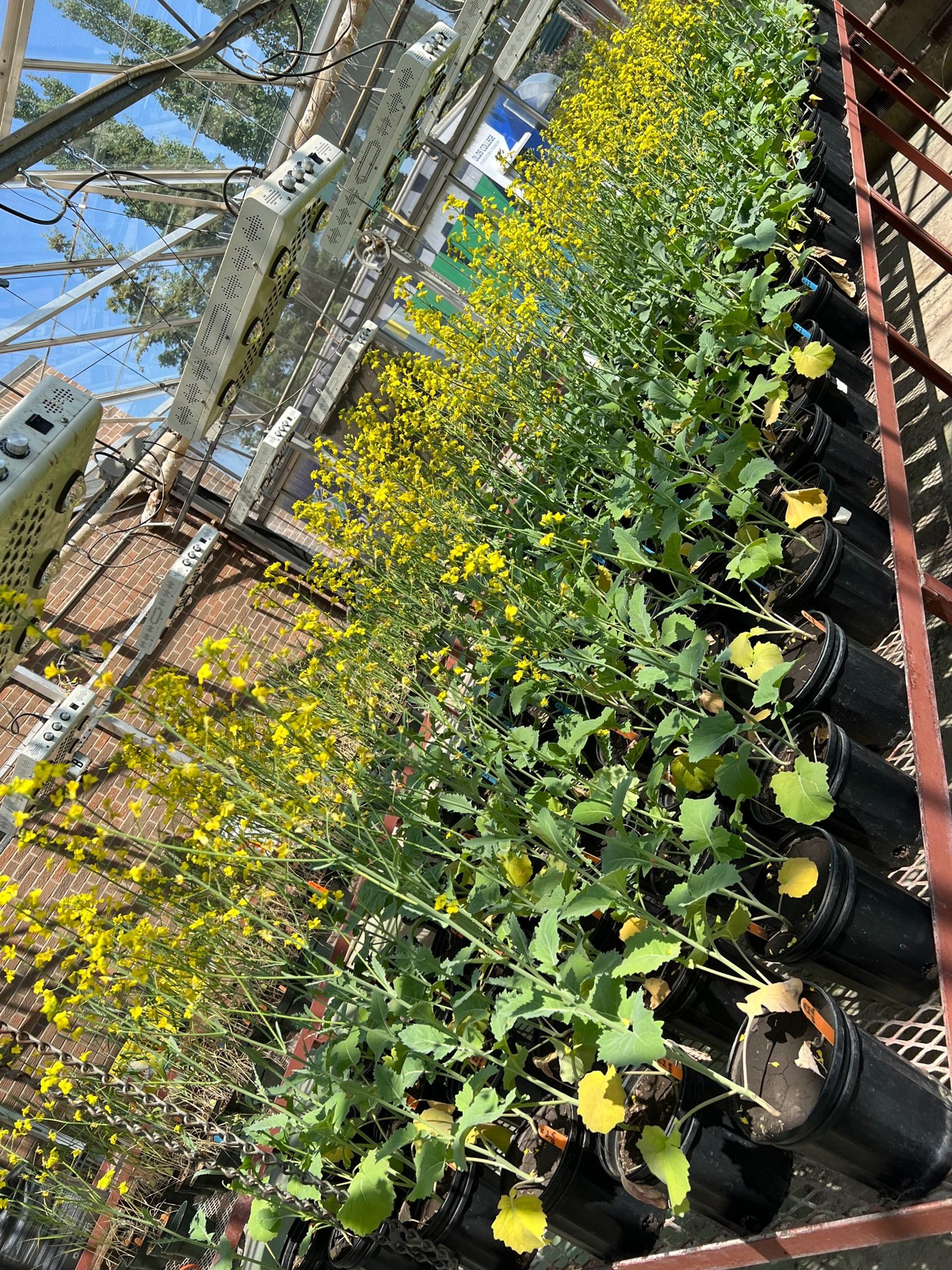 Rows of yellow-flowering potted plants grow on metal benches inside a glass greenhouse.