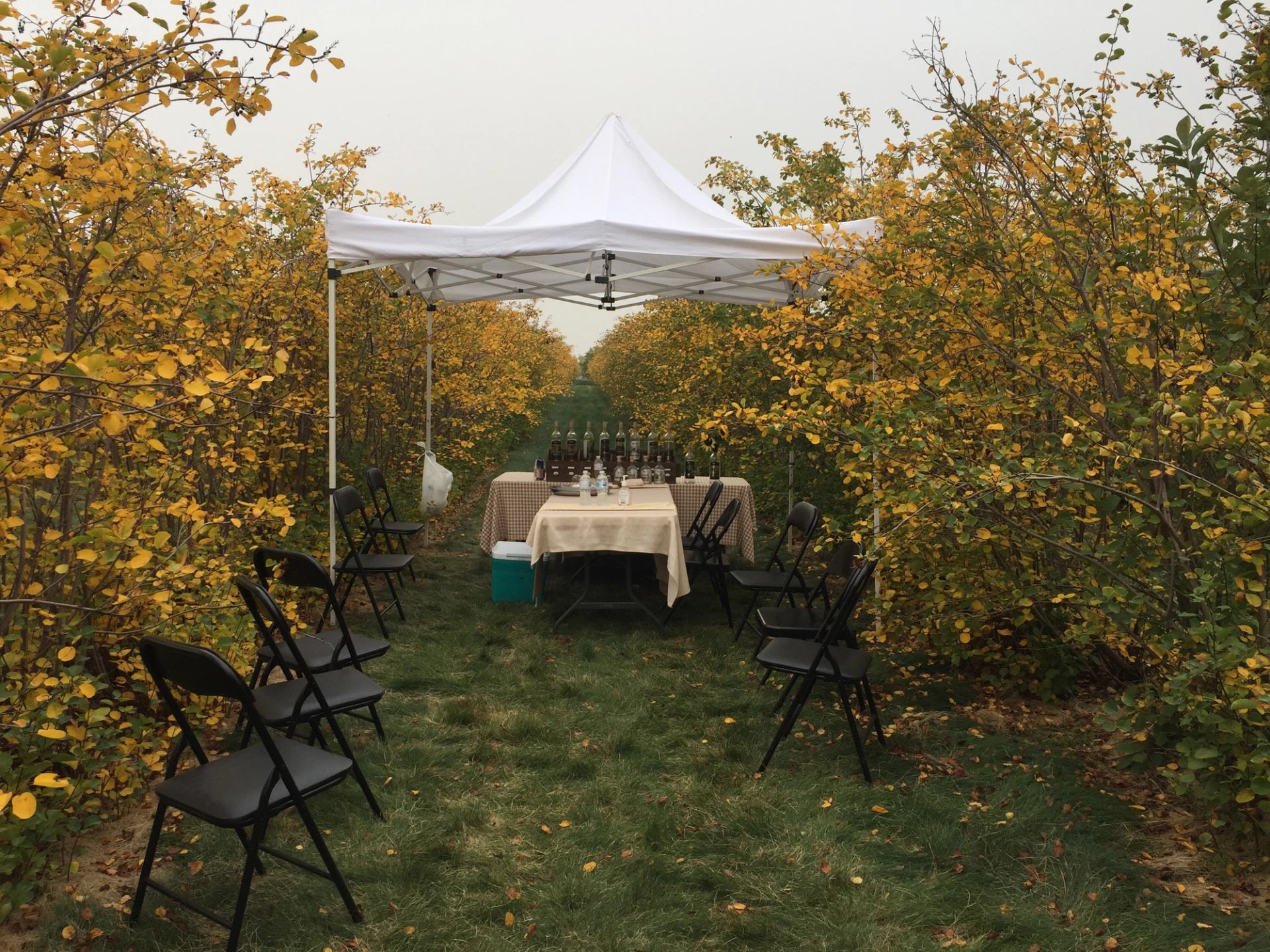 White canopy tent over table with bottles and chairs between tall yellow bushes.