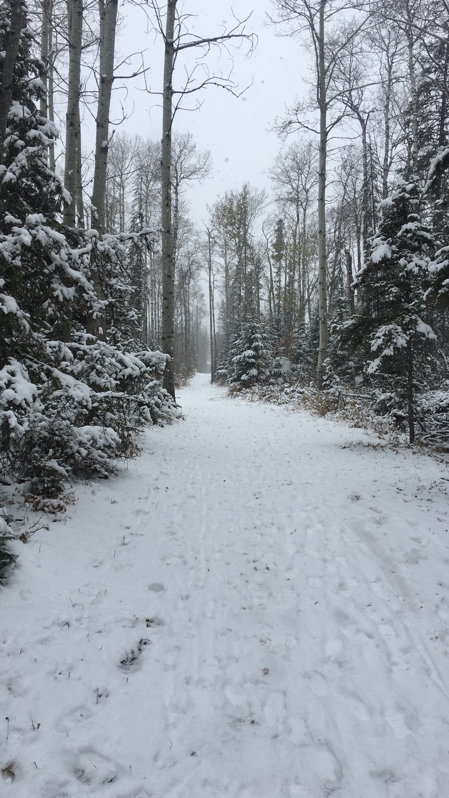 Snowy forest path lined with tall trees, inviting winter exploration.