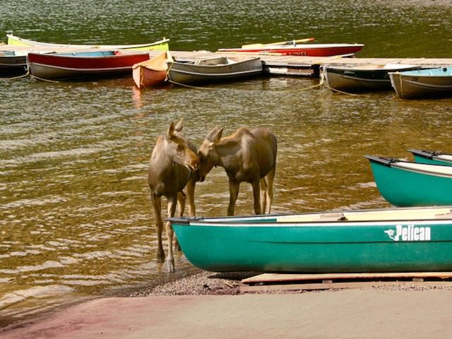 Two moose in shallow lake water near colorful rowboats and canoes.