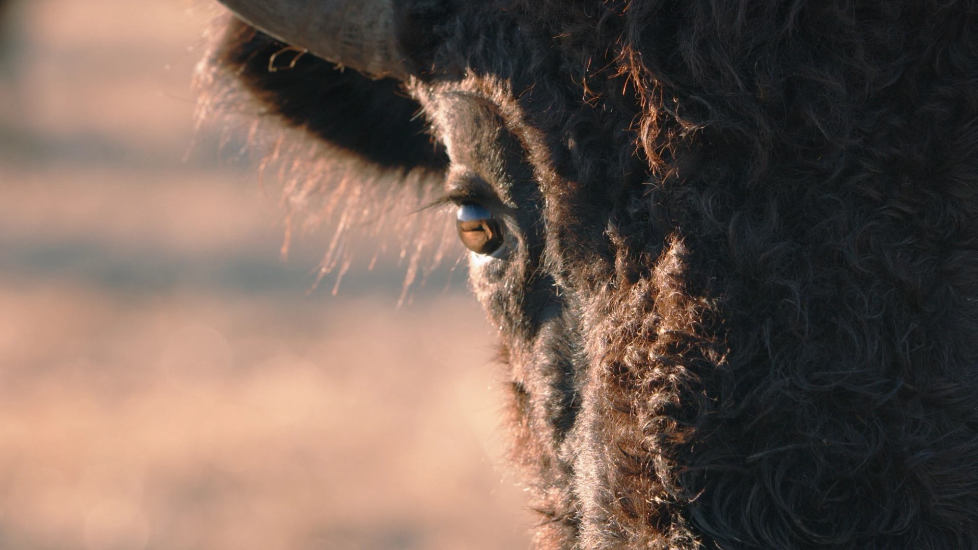 Close-up of a bison’s eye and curly fur with blurred background.