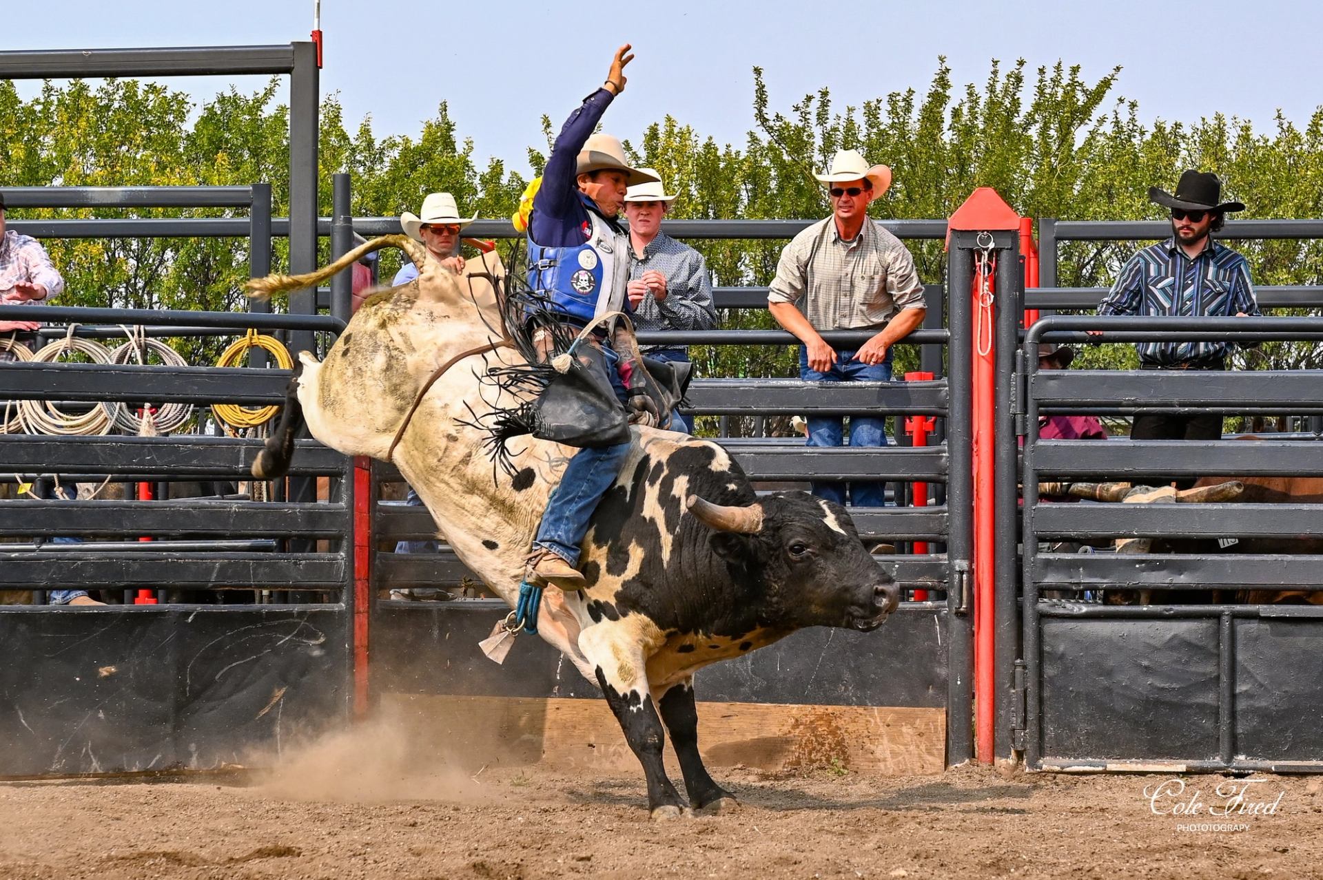 A man trying to stay on a bull.