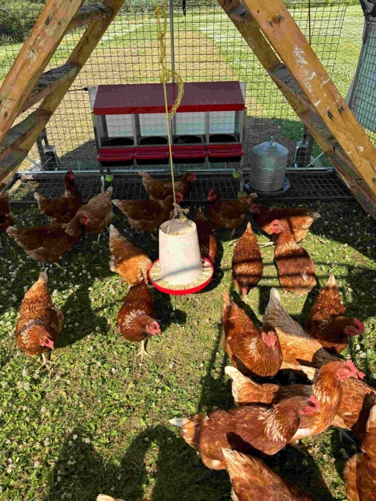 Brown chickens gather under a wooden coop, feeding near hanging feeder and waterer.