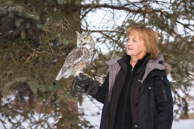 Nature guide holding an owl in the forest / woods in Red Deer