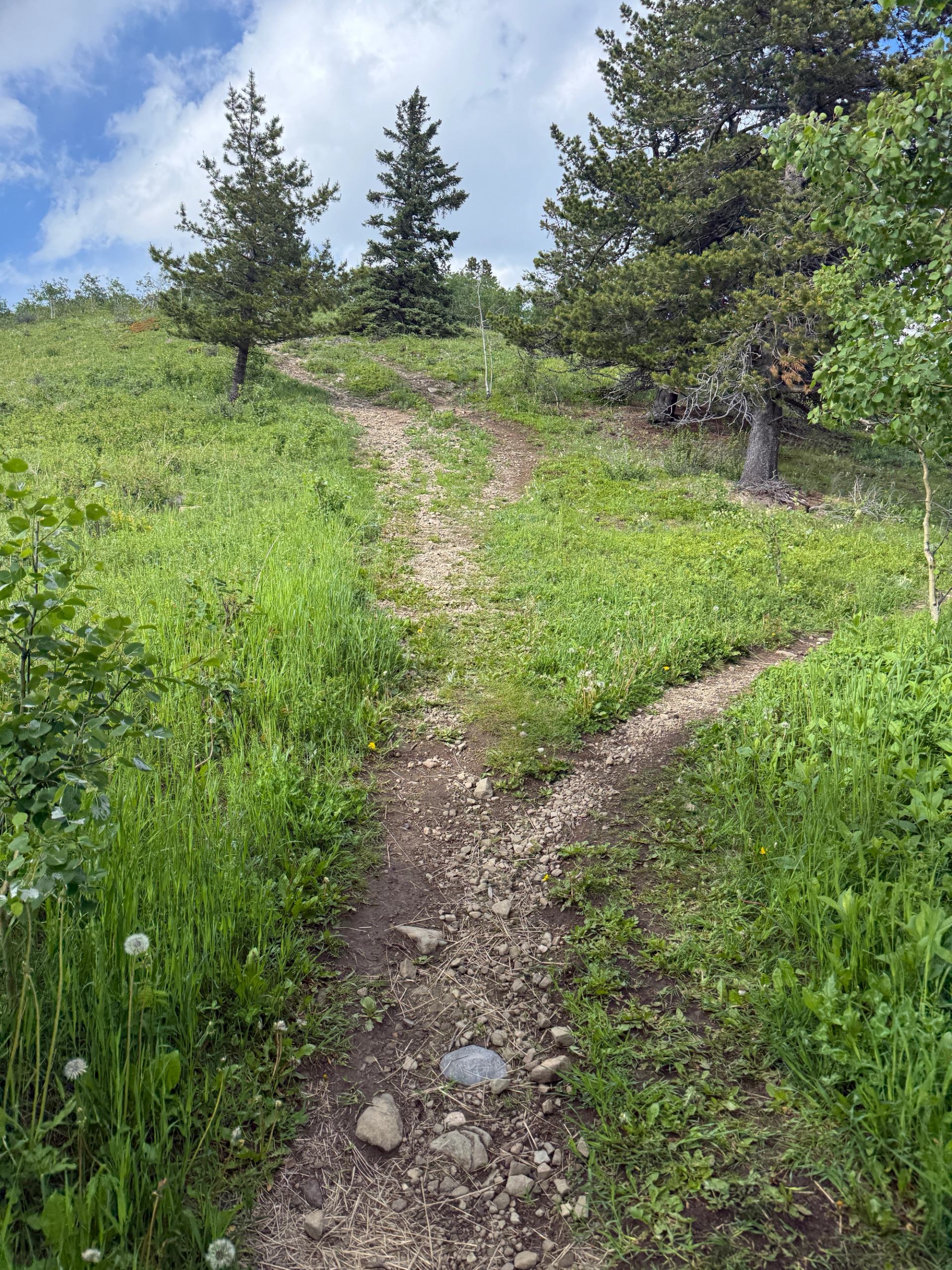 Rocky dirt trail winds uphill through green grass and evergreen trees.