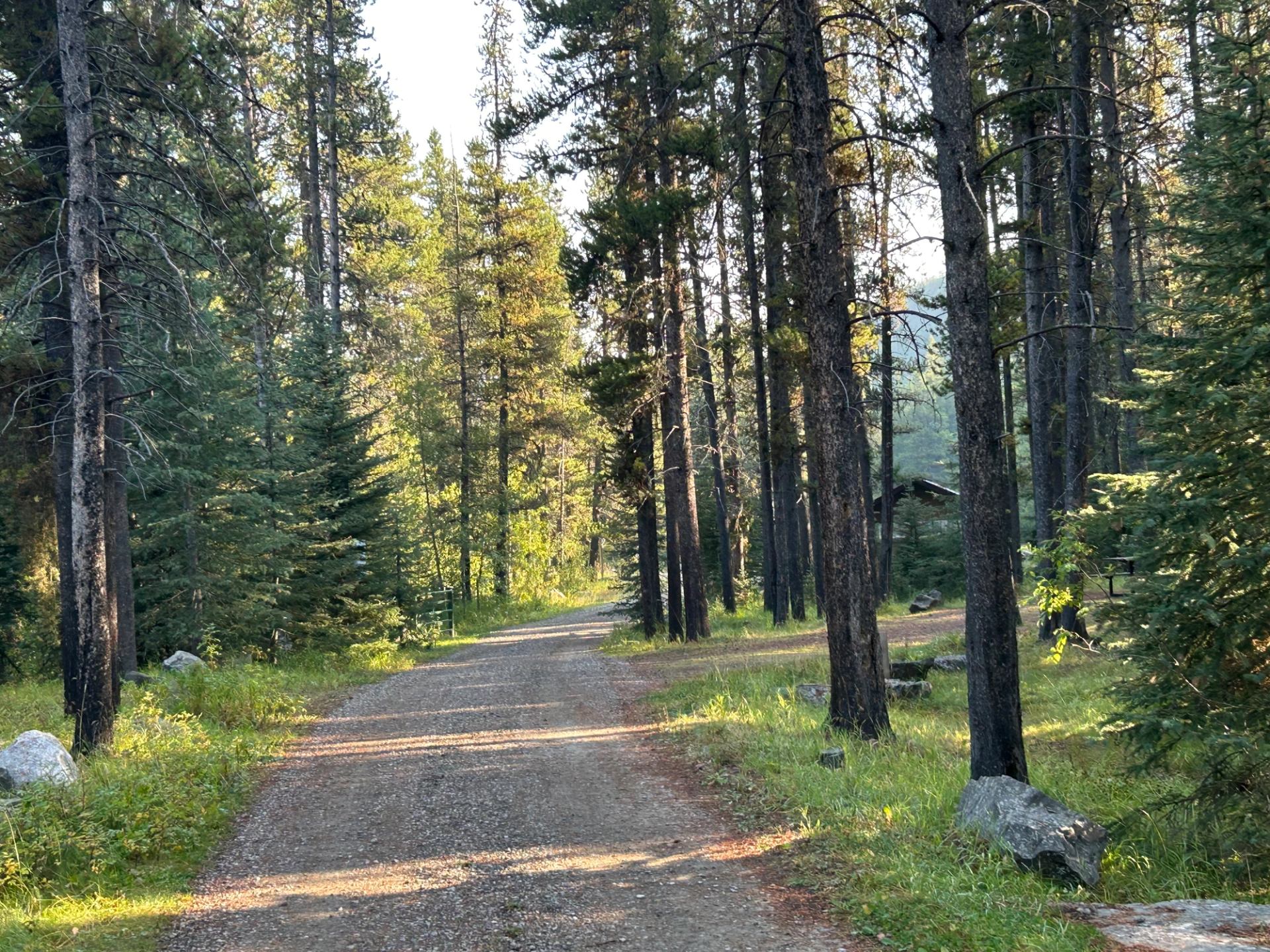 A dirt road winding through tall pine trees in a sunlit forest.