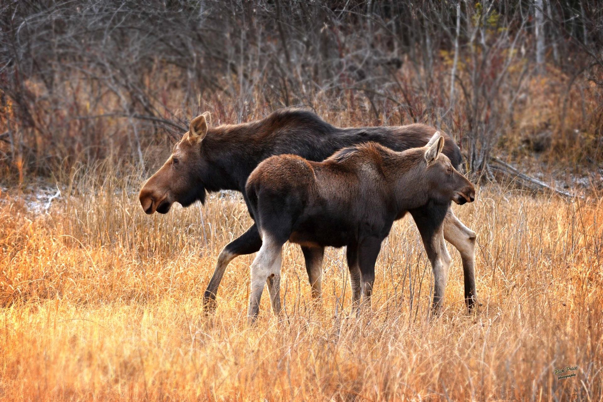 Two moose in the Gaetz Lakes Sanctuary.