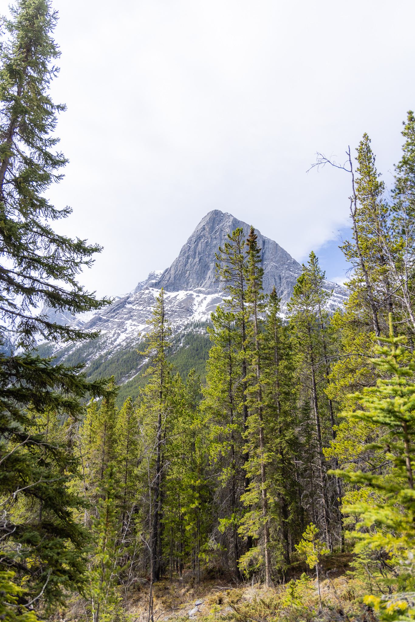 Ha Ling Peak photographed from below with green coniferous trees framing the shot.