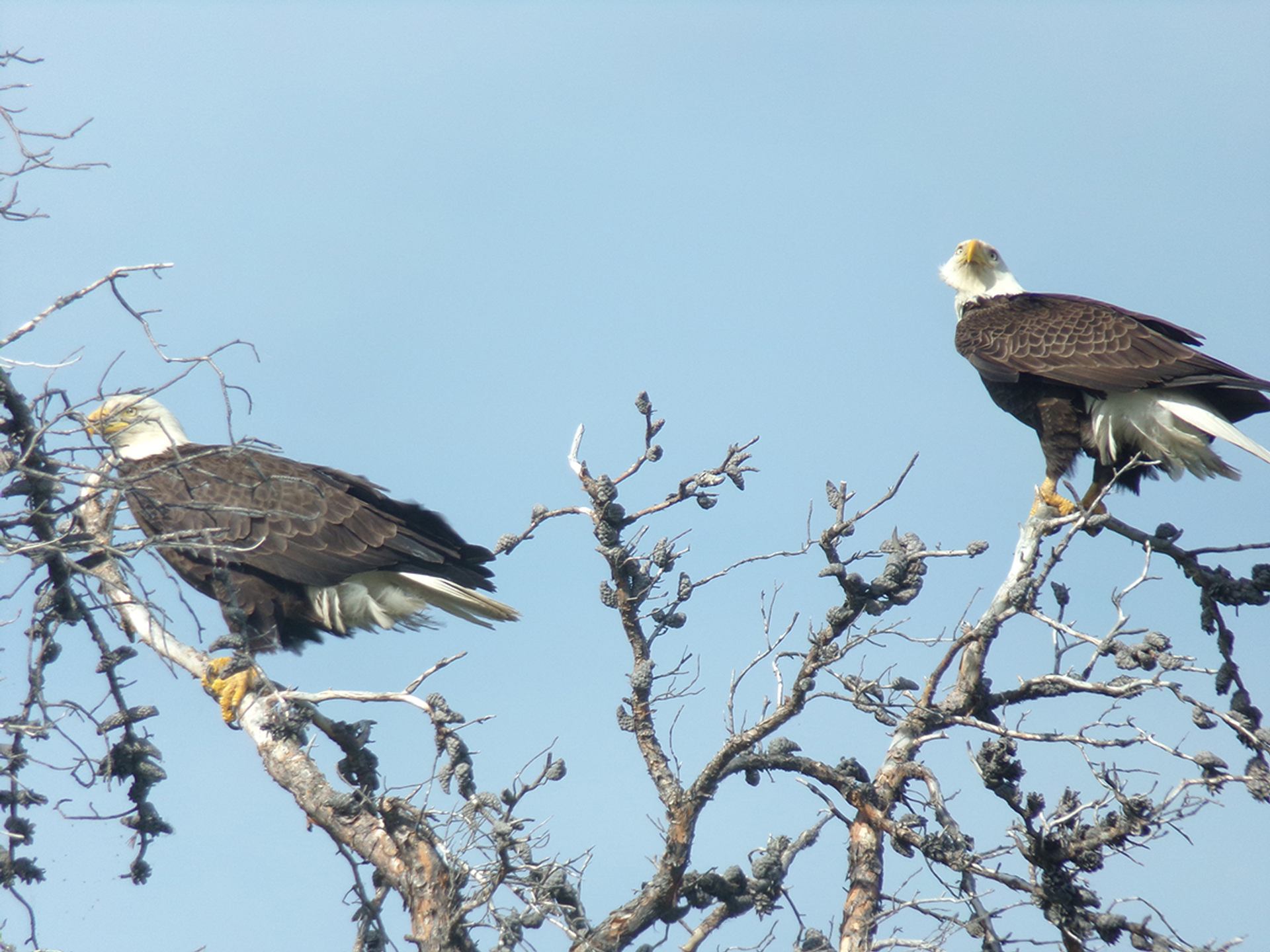 Two bald eagles perched in a dead tree against a clear blue sky.