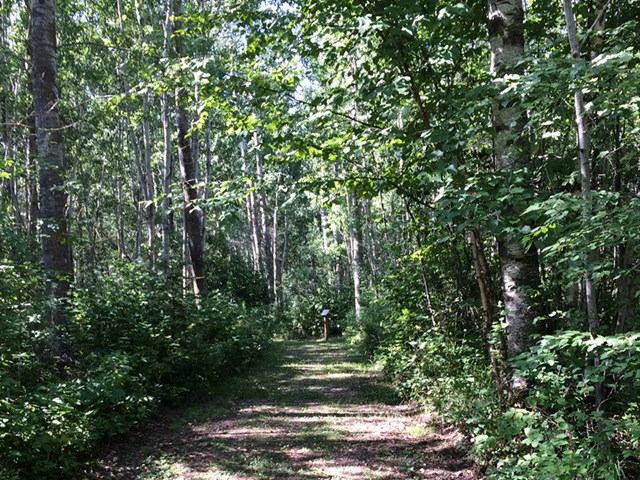 A pathway going through the trees
