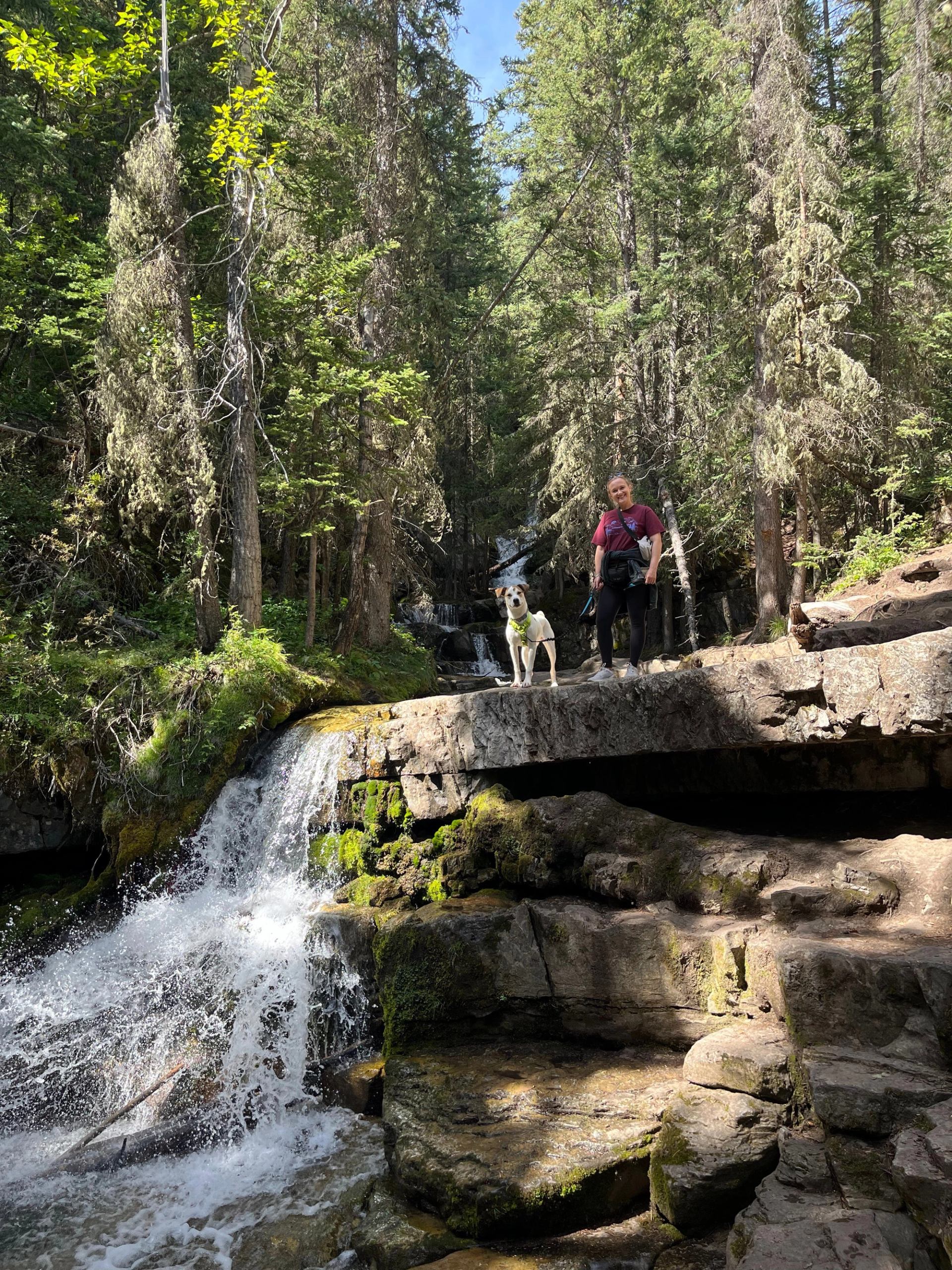Hiker with dog stands on rocky ledge above small forest waterfall and stream.