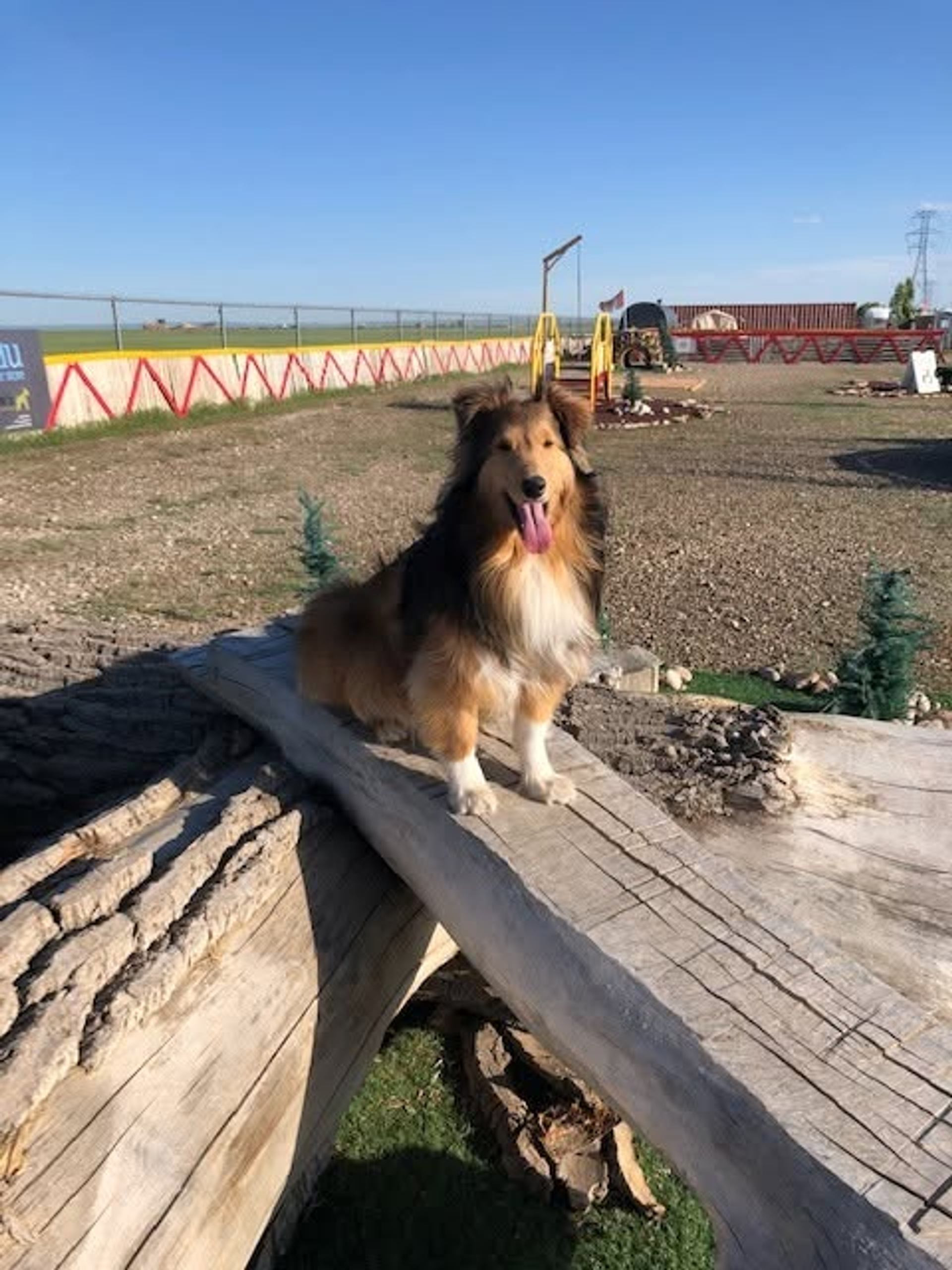Rough collie stands on large wooden beam in open gravel yard with fences.