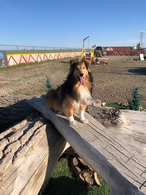 Rough collie stands on large wooden beam in open gravel yard with fences.