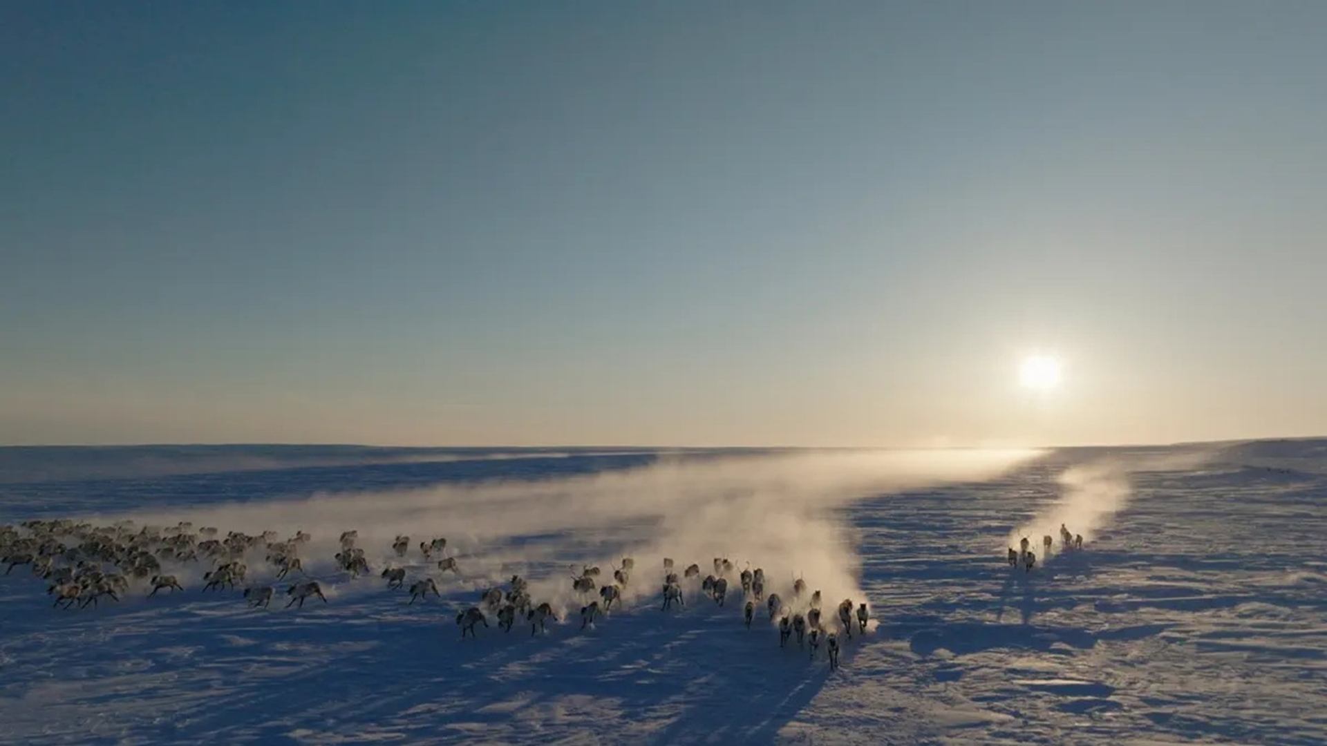 Herd of caribou runs across snowy plain, kicking up powder under low sun.