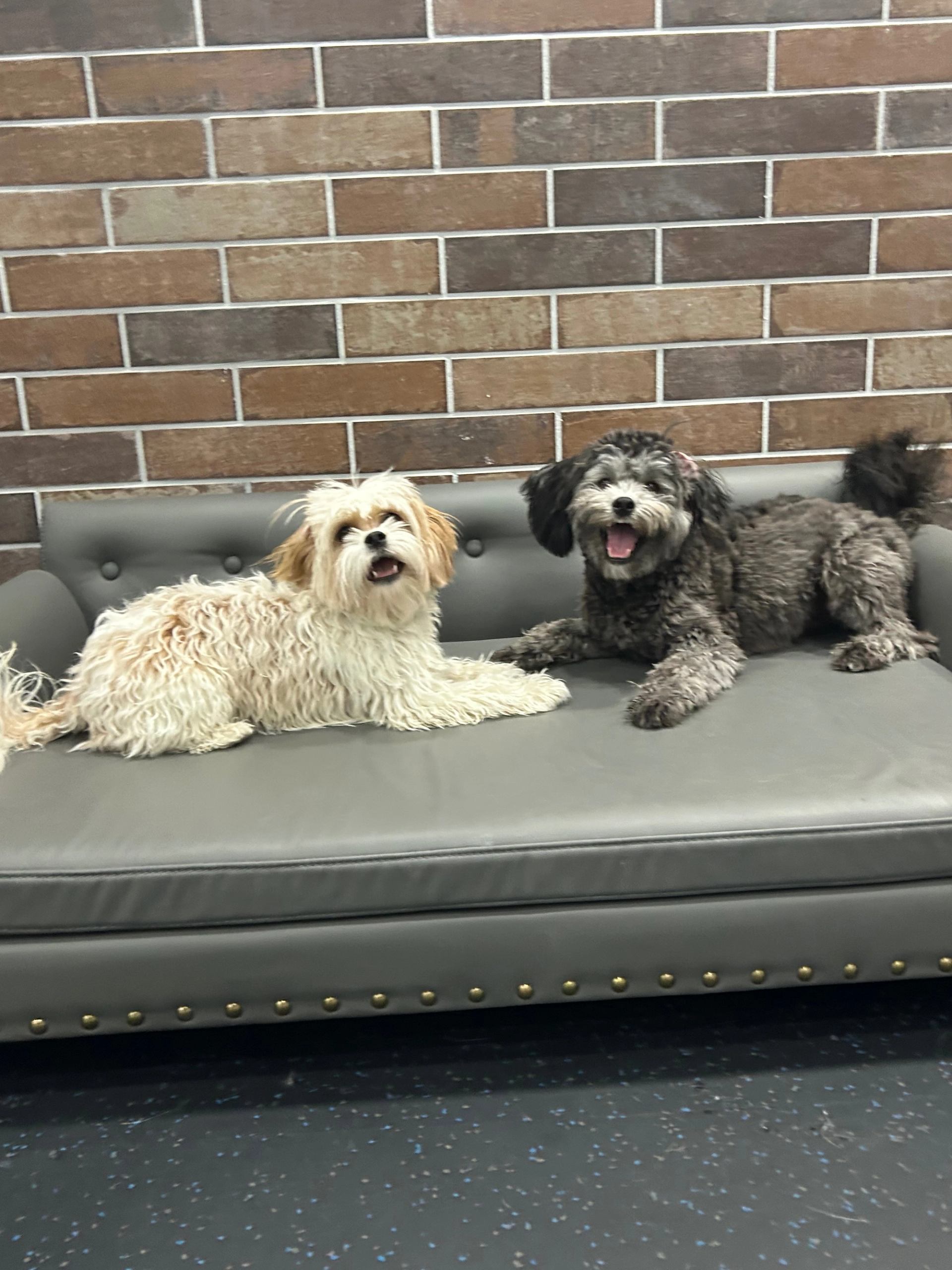 Light and dark-furred dogs sit on a gray couch with a brick wall behind at Fantasia Dog Daycare.
